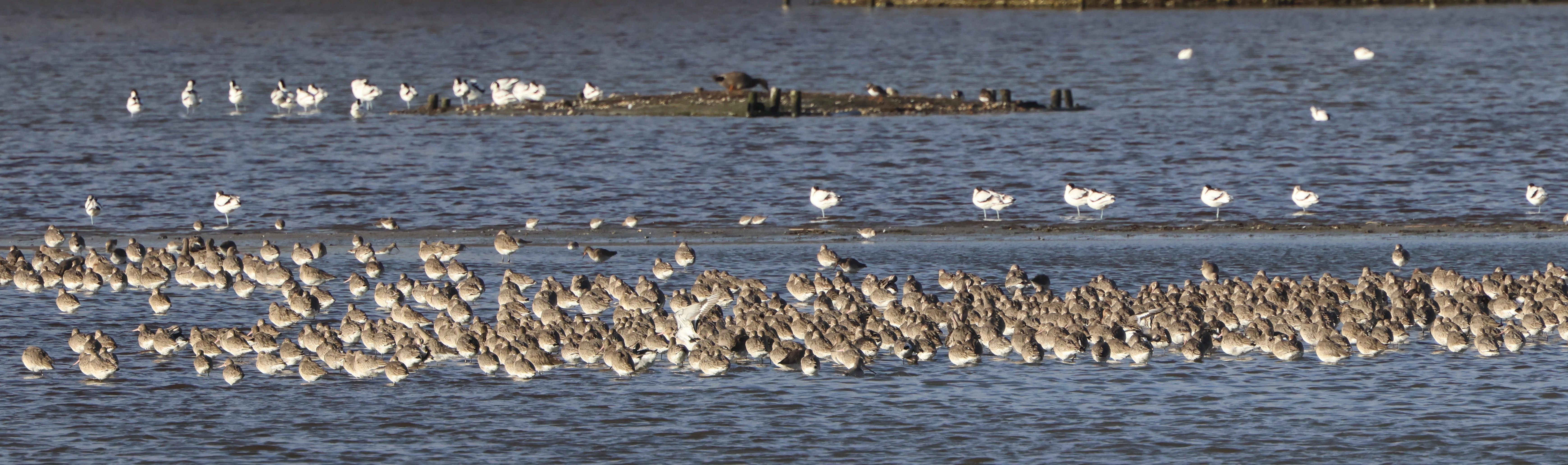 Black-tailed Godwits, Pool Harbour (Brownsea Lagoon), Poole, Dorset, UK — photo by Adam Prugel-Bennett