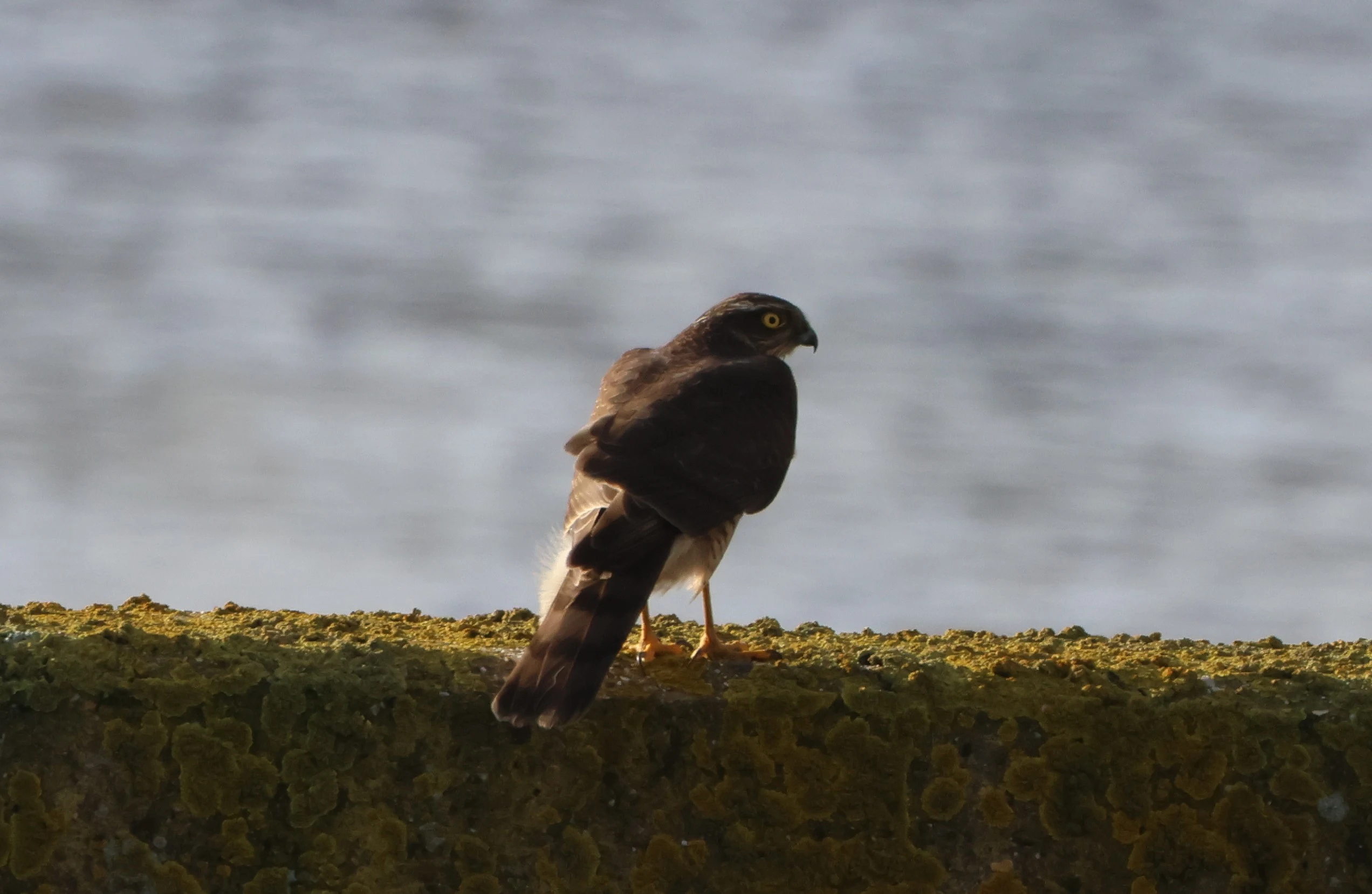 Sparrowhawk, Pool Harbour, Poole, Dorset, UK — photo by Adam Prugel-Bennett