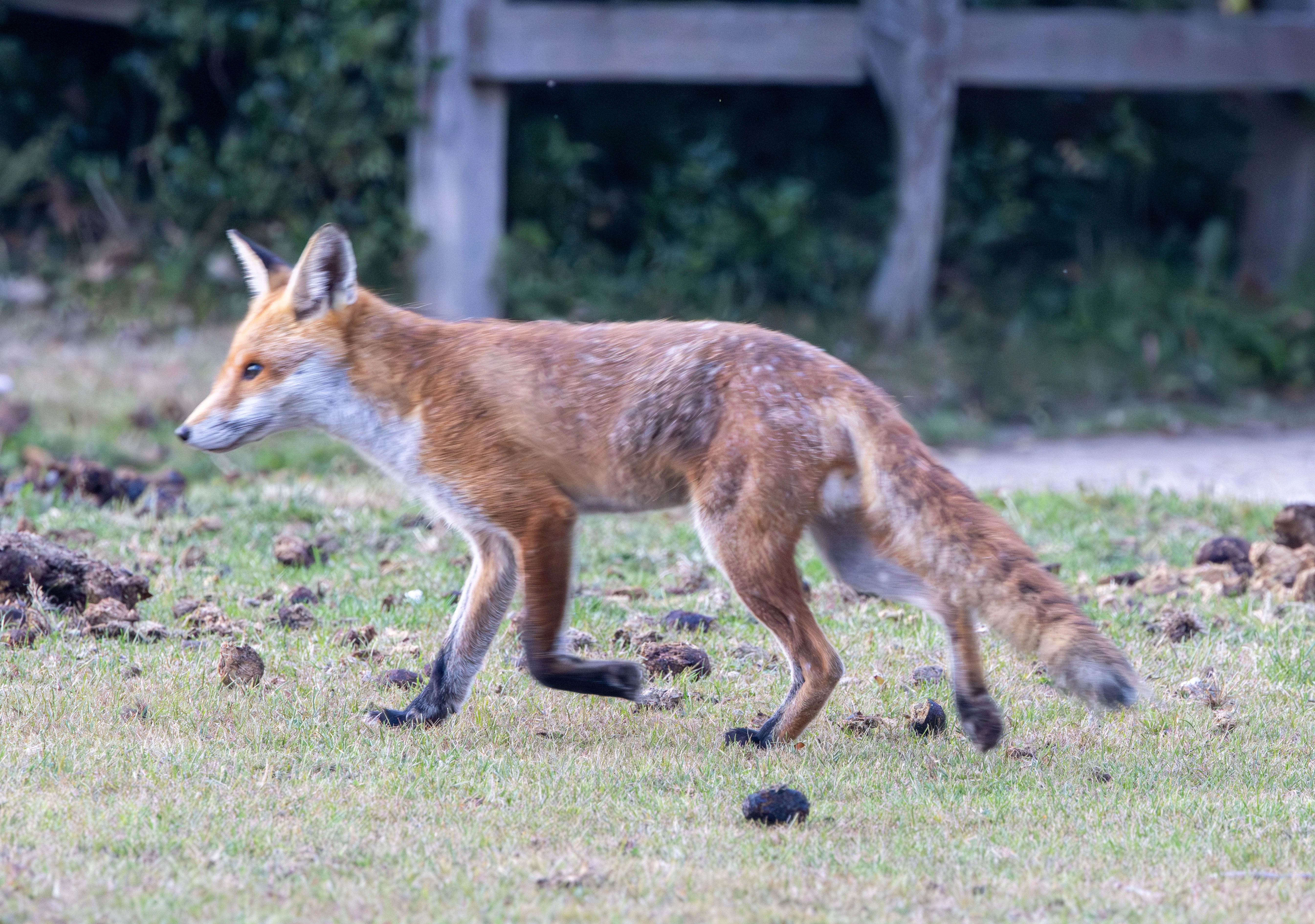 Red Fox, Dogmersfield, Hampshire, UK — photo by Adam Prugel-Bennett