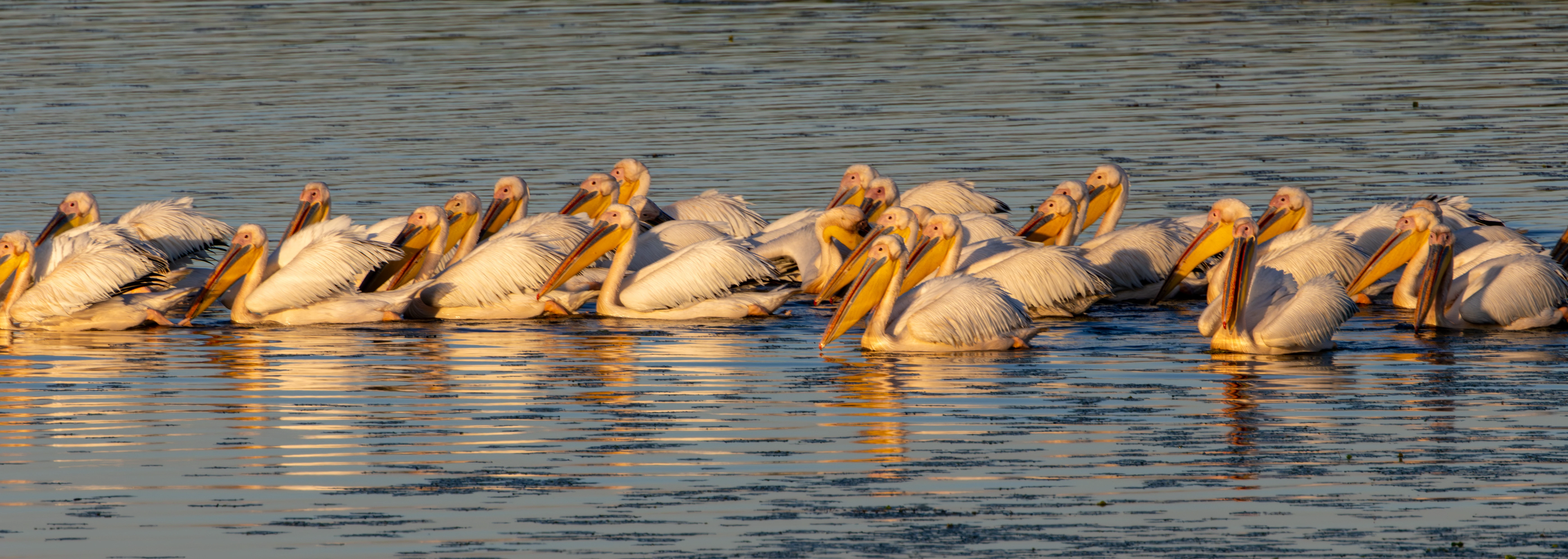 Dalmatian Pelicans, Danube Delta, Romania — photo by Adam Prugel-Bennett