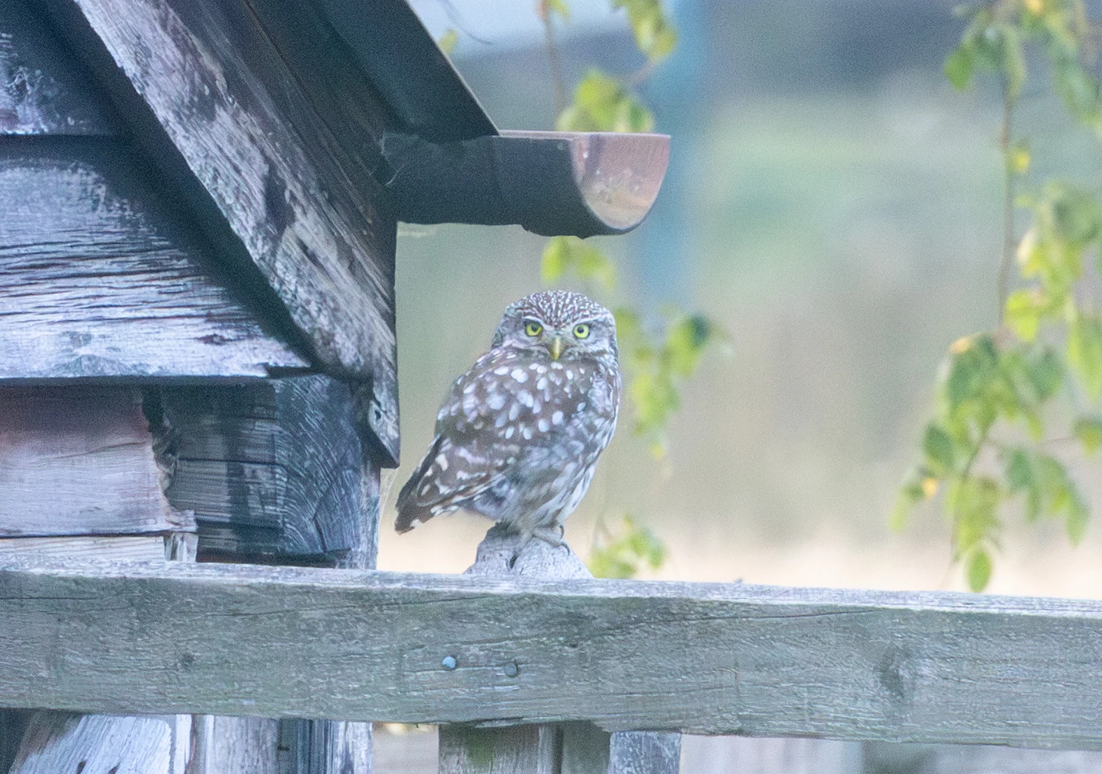 Little Owl, Dogmersfield, Hampshire, UK — photo by Adam Prugel-Bennett