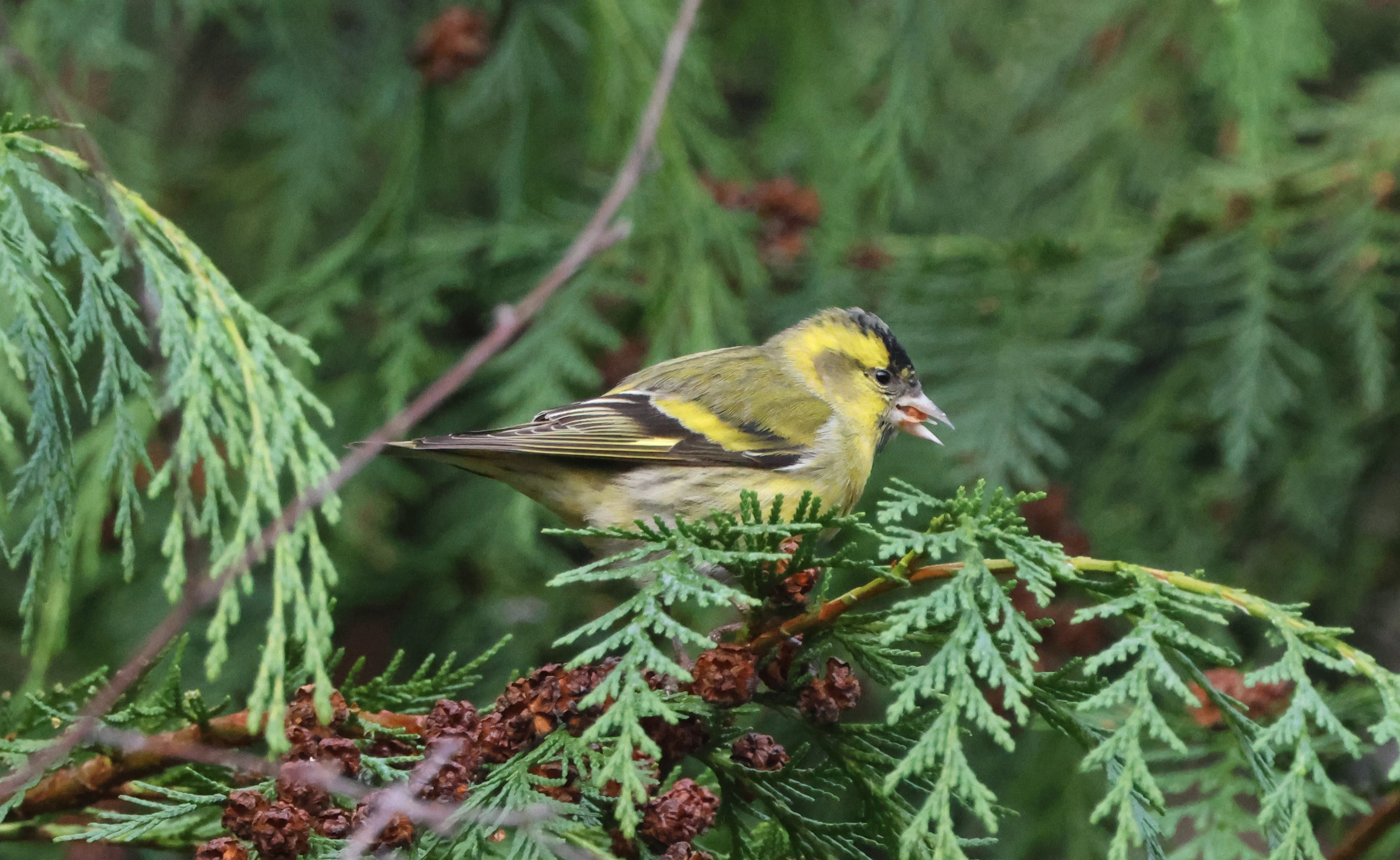 Siskin, Acres Down, Minstead, New Forest, UK — photo by Adam Prugel-Bennett