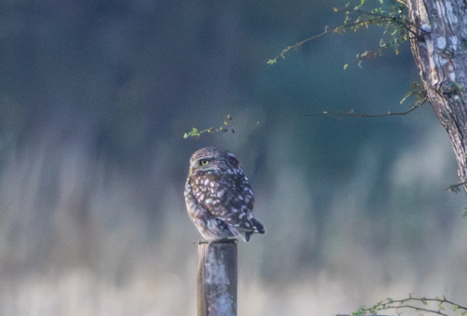 Little Owl, Dogmersfield, Hampshire, UK — photo by Adam Prugel-Bennett