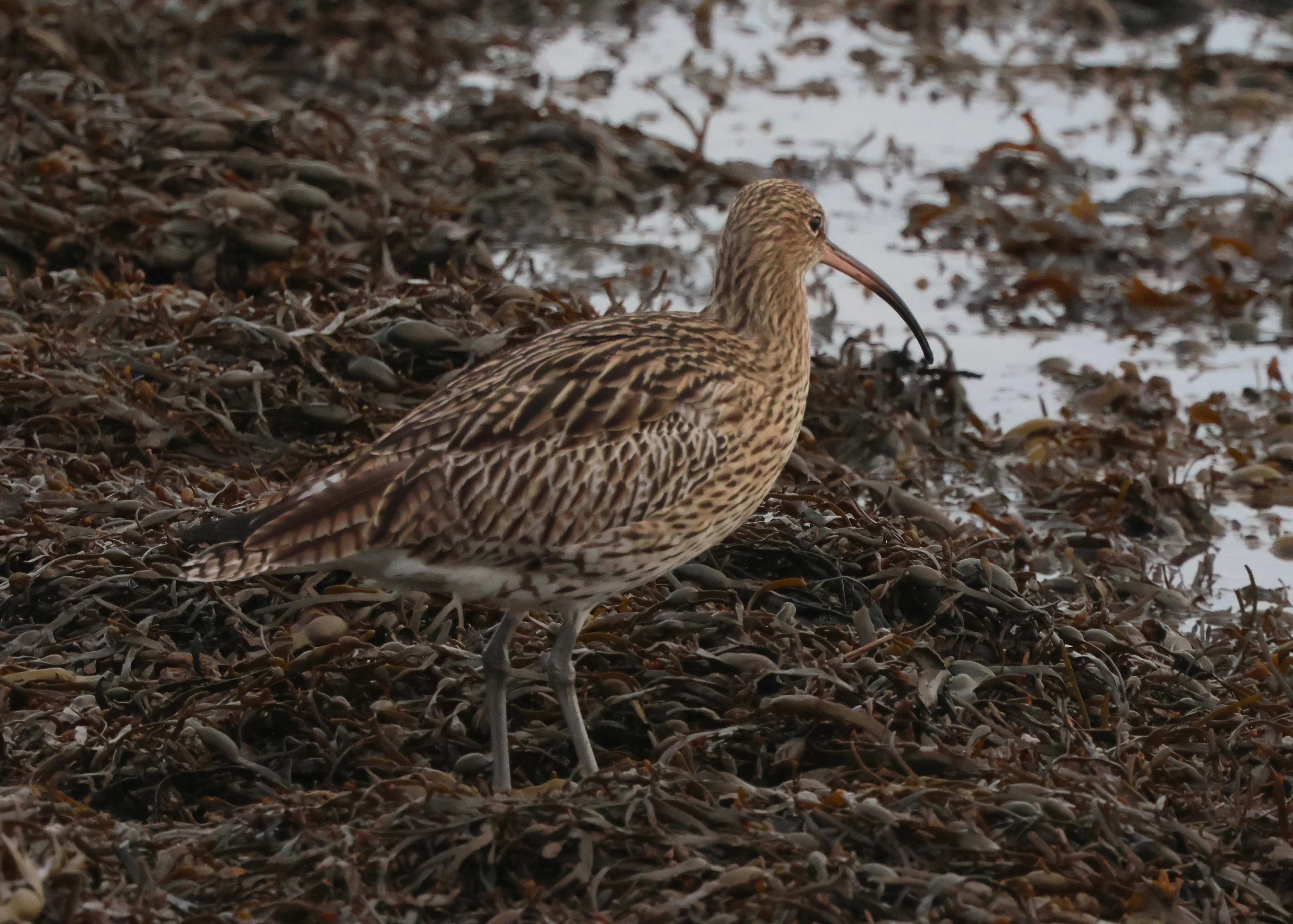 Curlew, Lymington, New Forest, UK — photo by Adam Prugel-Bennett