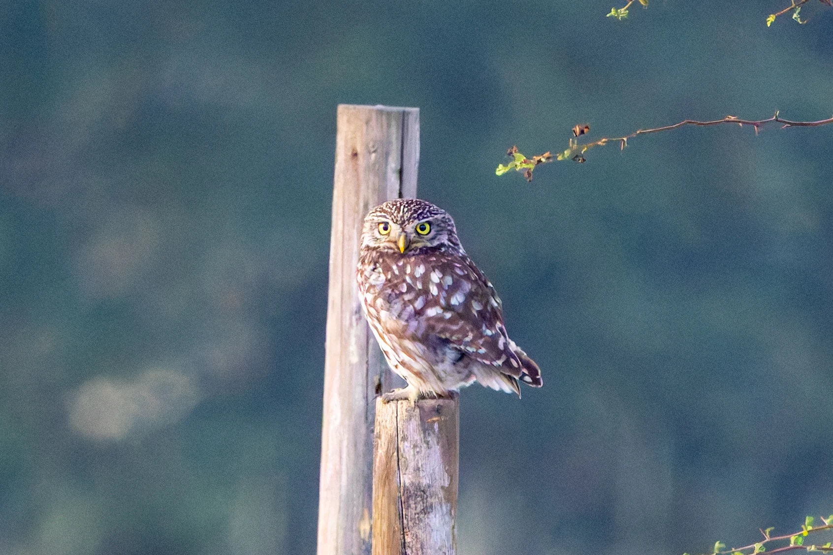 Little Owl, Dogmersfield, Hampshire, UK — photo by Adam Prugel-Bennett
