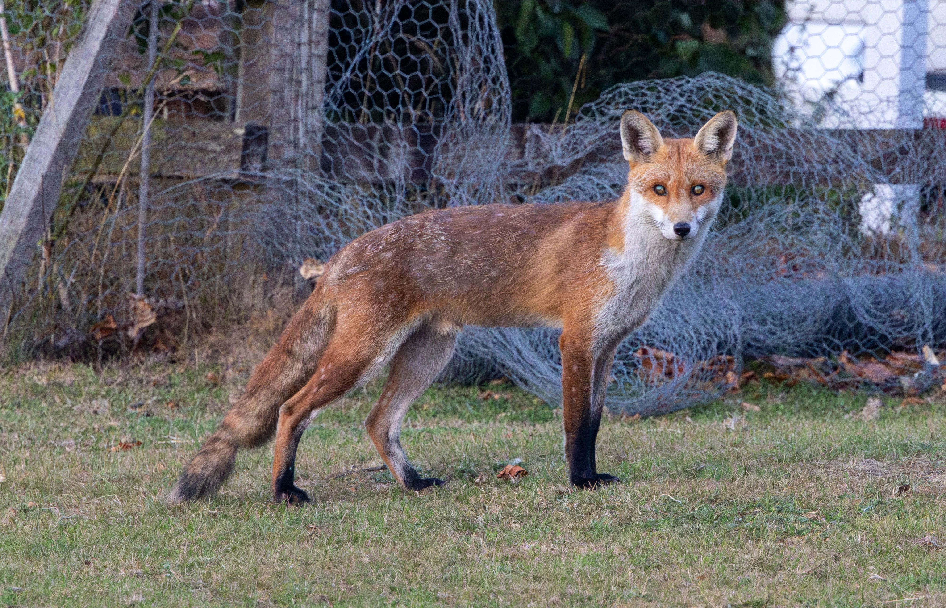Red Fox, Dogmersfield, Hampshire, UK — photo by Adam Prugel-Bennett