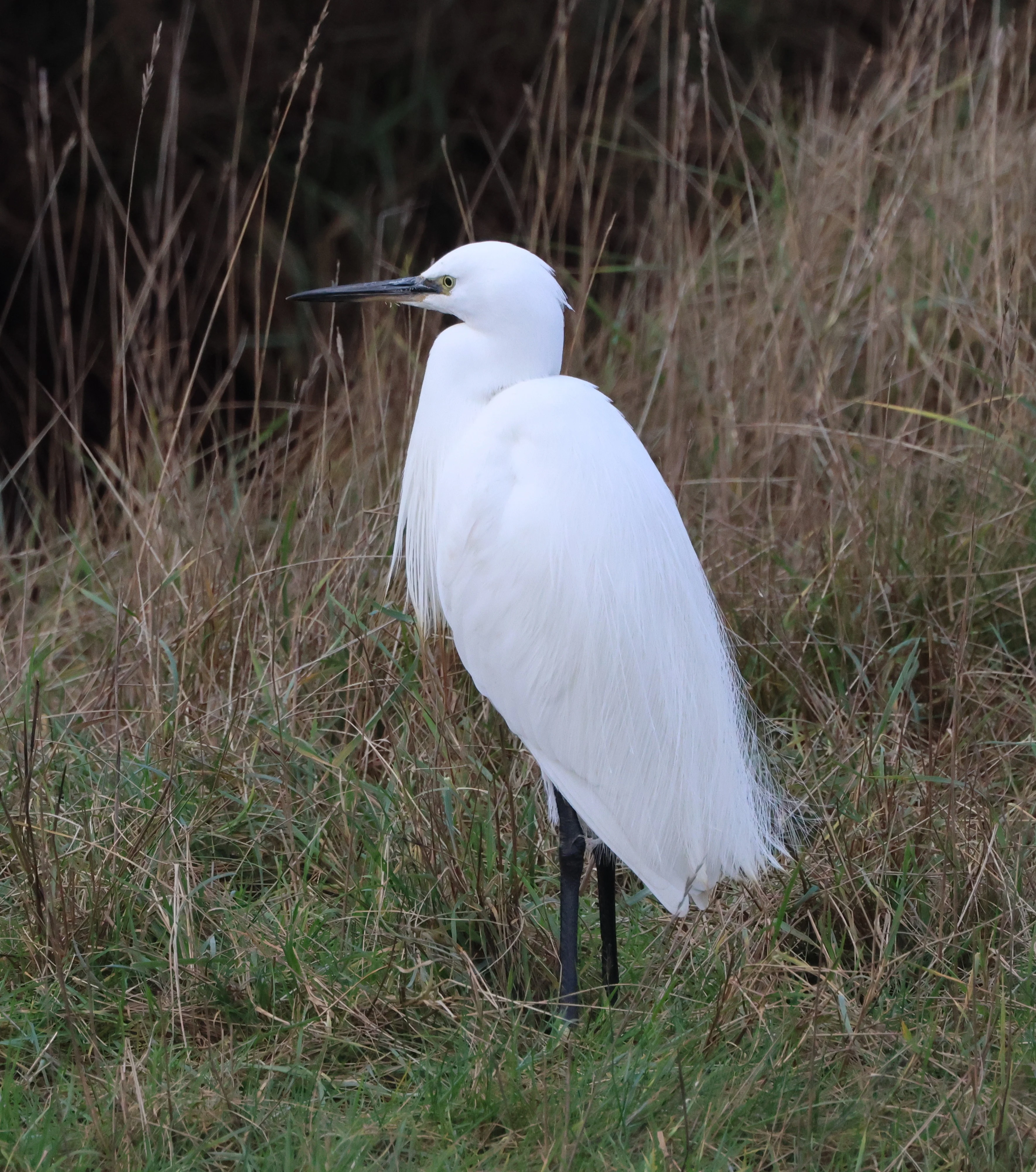 Little Egret, Lymington, New Forest, UK — photo by Adam Prugel-Bennett