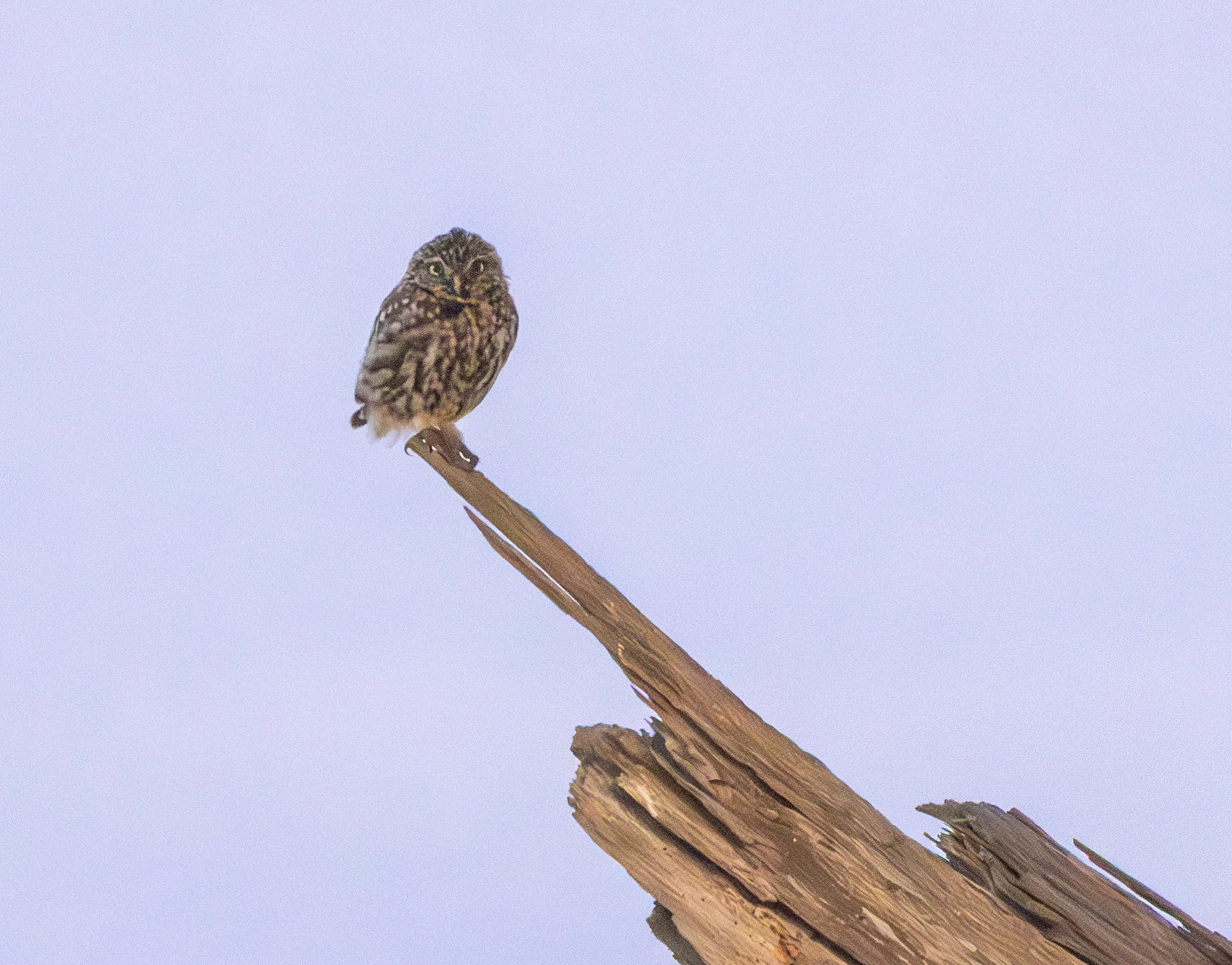 Little Owl, Dogmersfield, Hampshire, UK — photo by Adam Prugel-Bennett