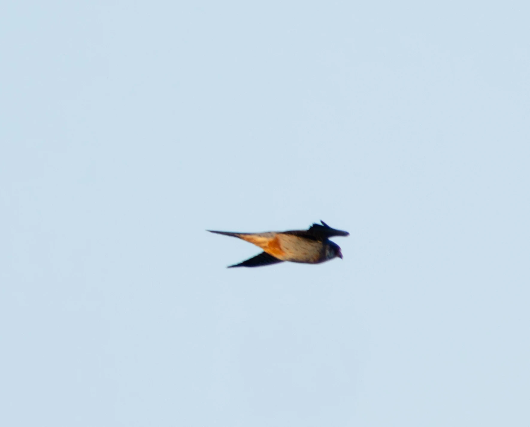 Red-footed Falcon in flight, Danube Delta, Romania — photo by Adam Prugel-Bennett