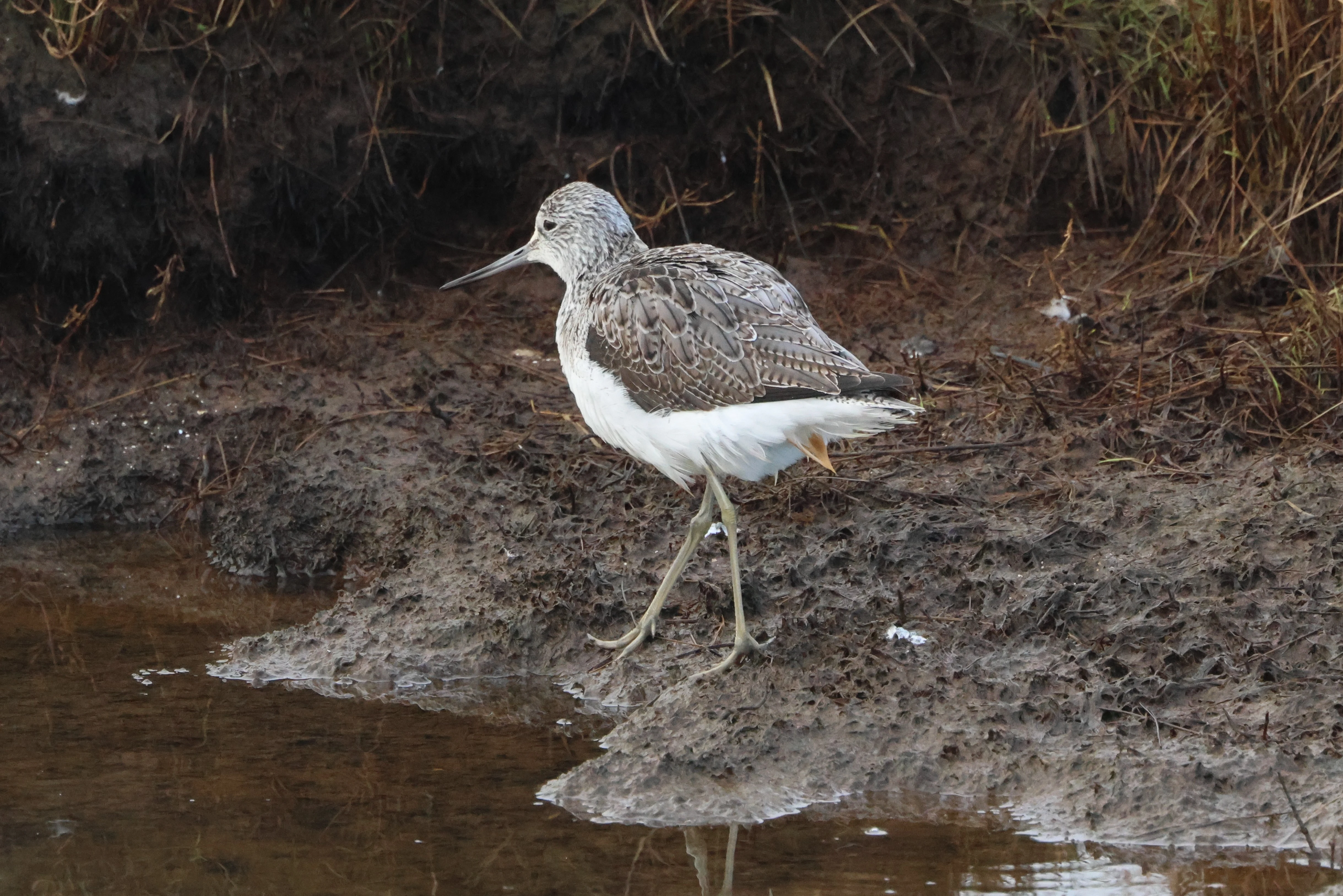 Greenshank, Lymington, New Forest, UK — photo by Adam Prugel-Bennett
