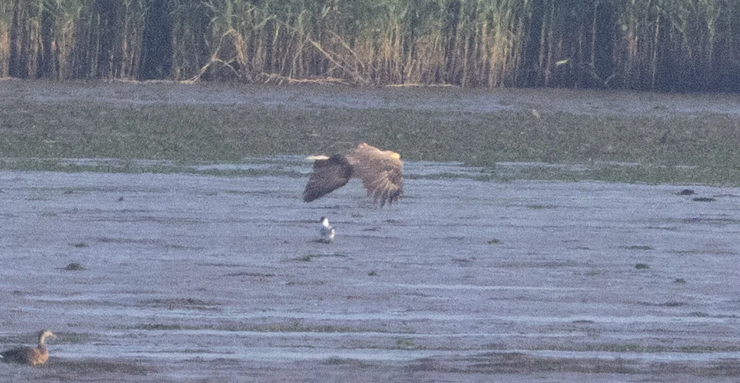 White-tailed Eagle in flight over water with gull and duck, Poole Harbour, Dorset, UK — photo by Adam Prugel-Bennett