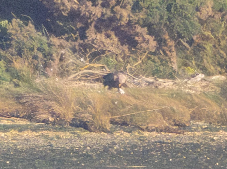 White-tailed Eagle, Poole Harbour, Dorset, UK — photo by Adam Prugel-Bennett