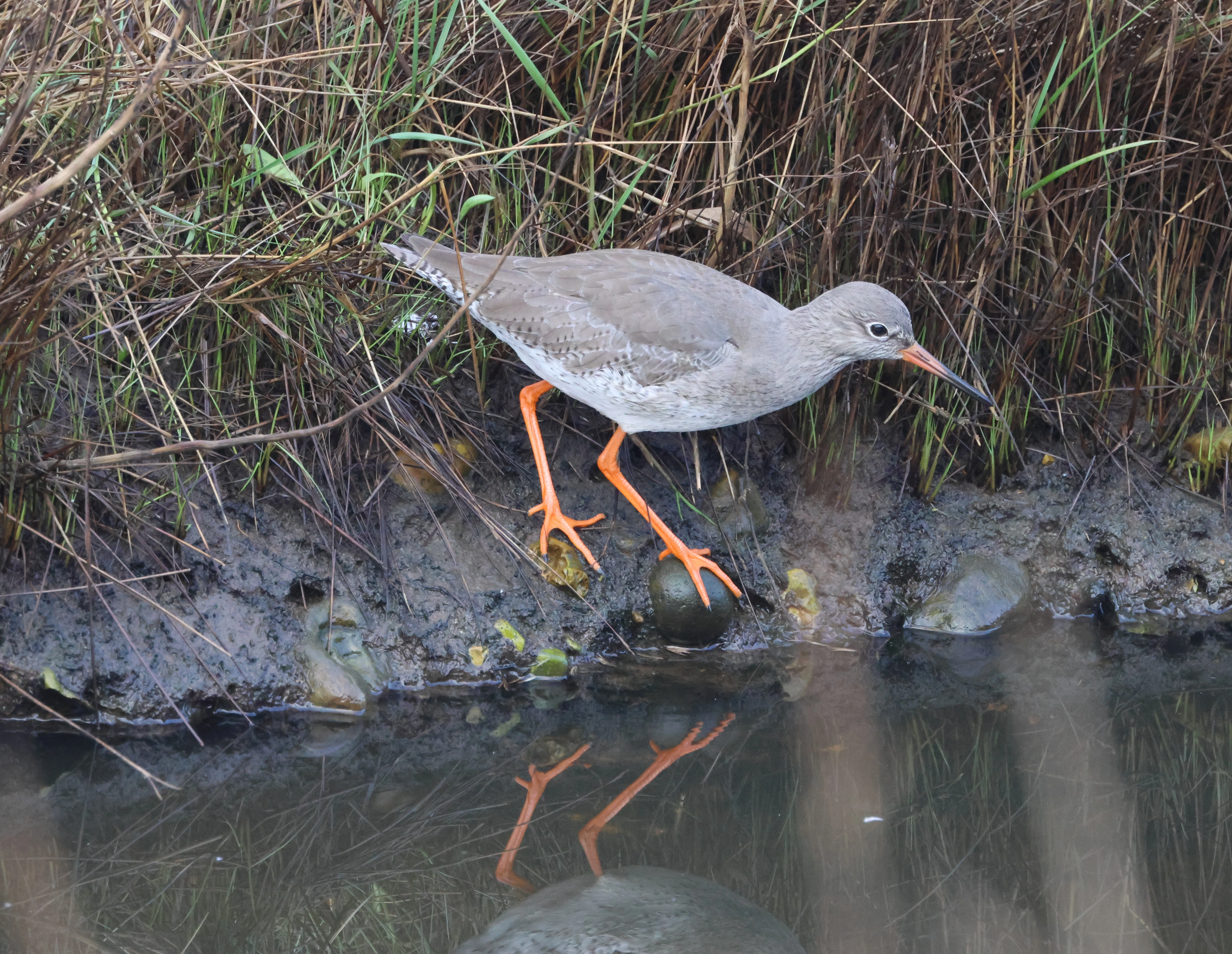 Common redshank, Lymington, New Forest, UK — photo by Adam Prugel-Bennett