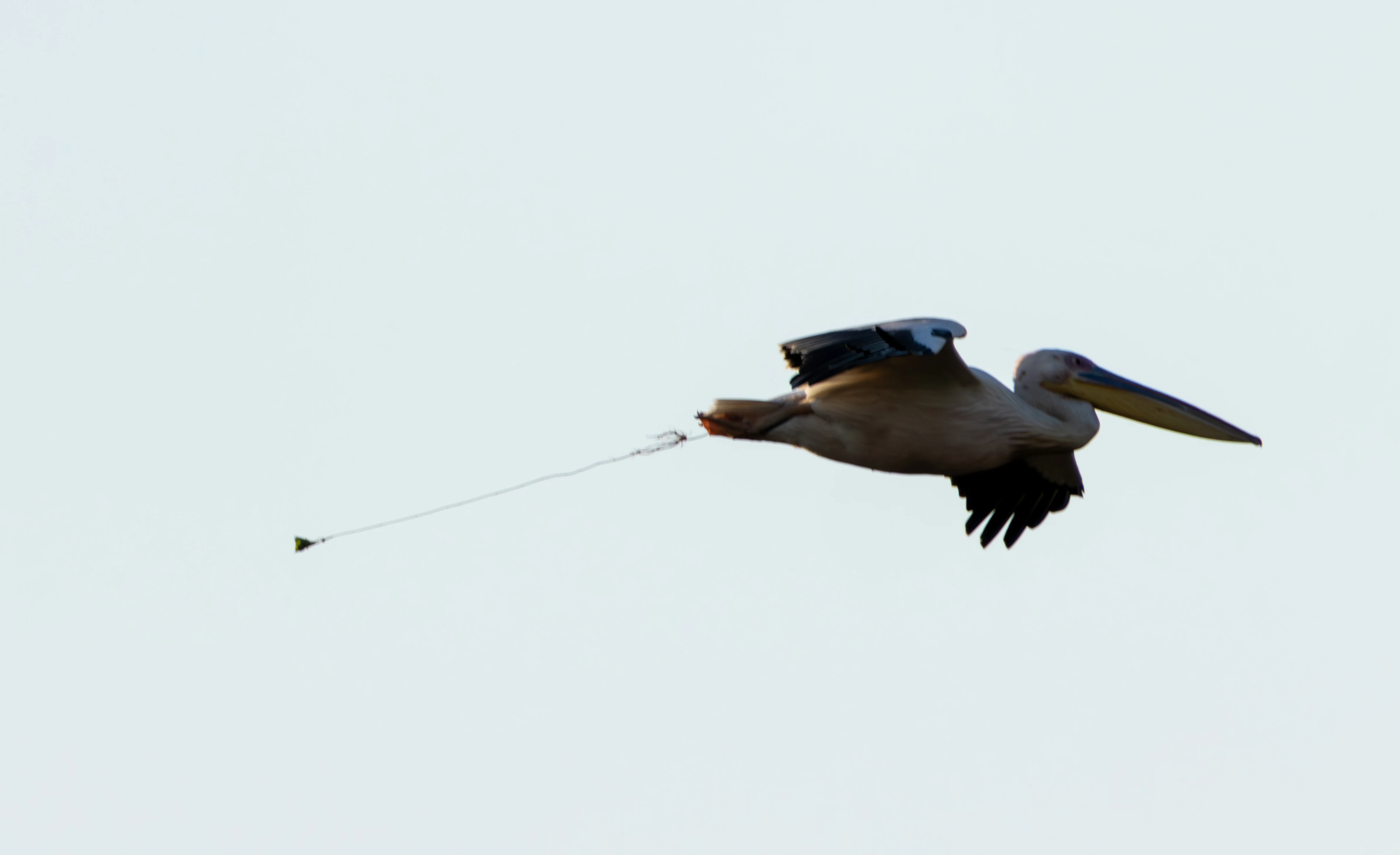 Great White Pelican defecating in flight, Danube Delta, Romania — photo by Adam Prugel-Bennett