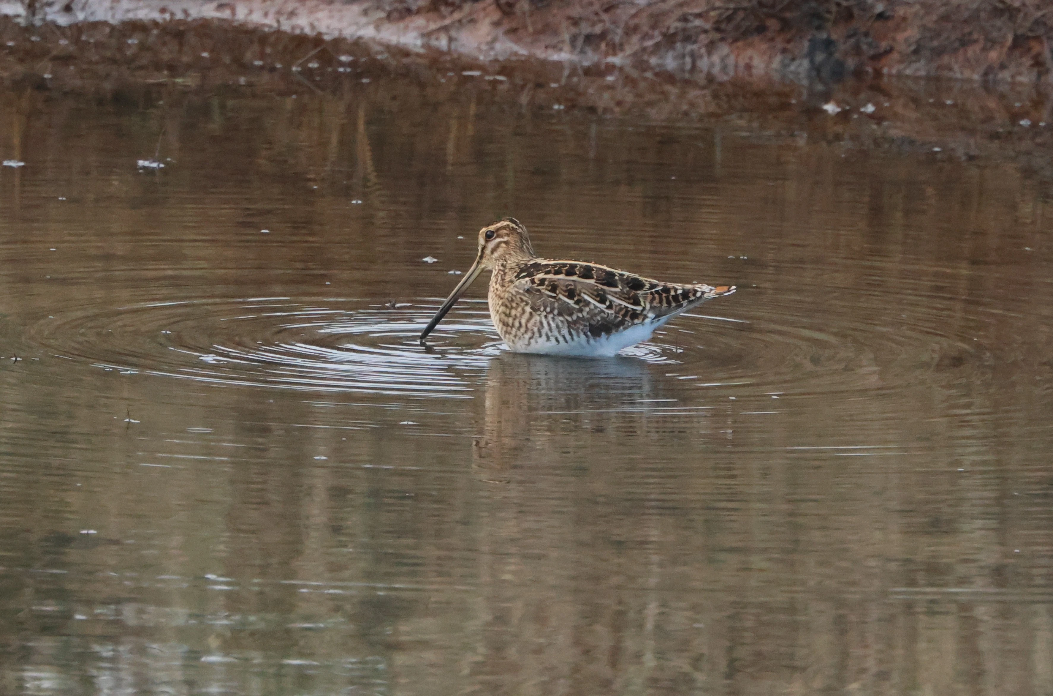 Common Snipe, Lymington, New Forest, UK — photo by Adam Prugel-Bennett