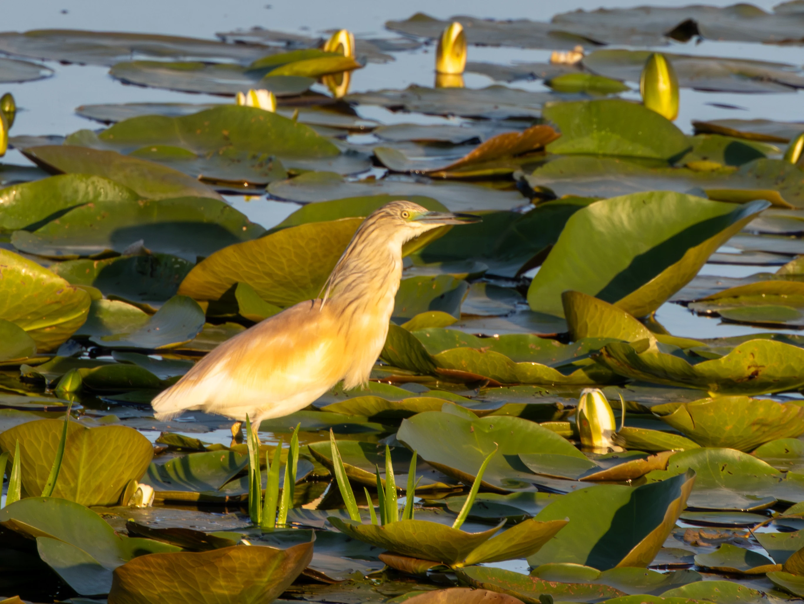 Squacco Heron in wetland with water lilies, Danube Delta, Romania — photo by Adam Prugel-Bennett
