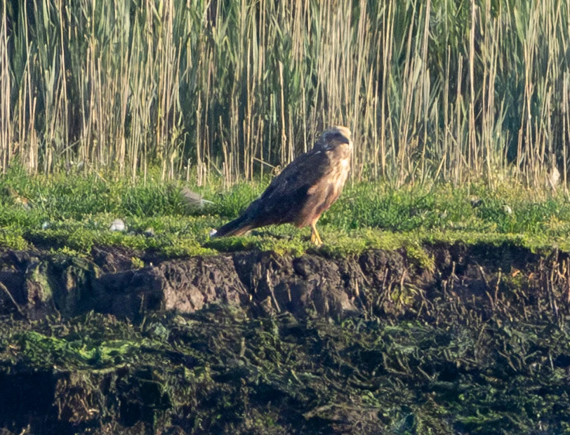 Western Marsh Harrier, Poole Harbour, Dorset, UK — photo by Adam Prugel-Bennett
