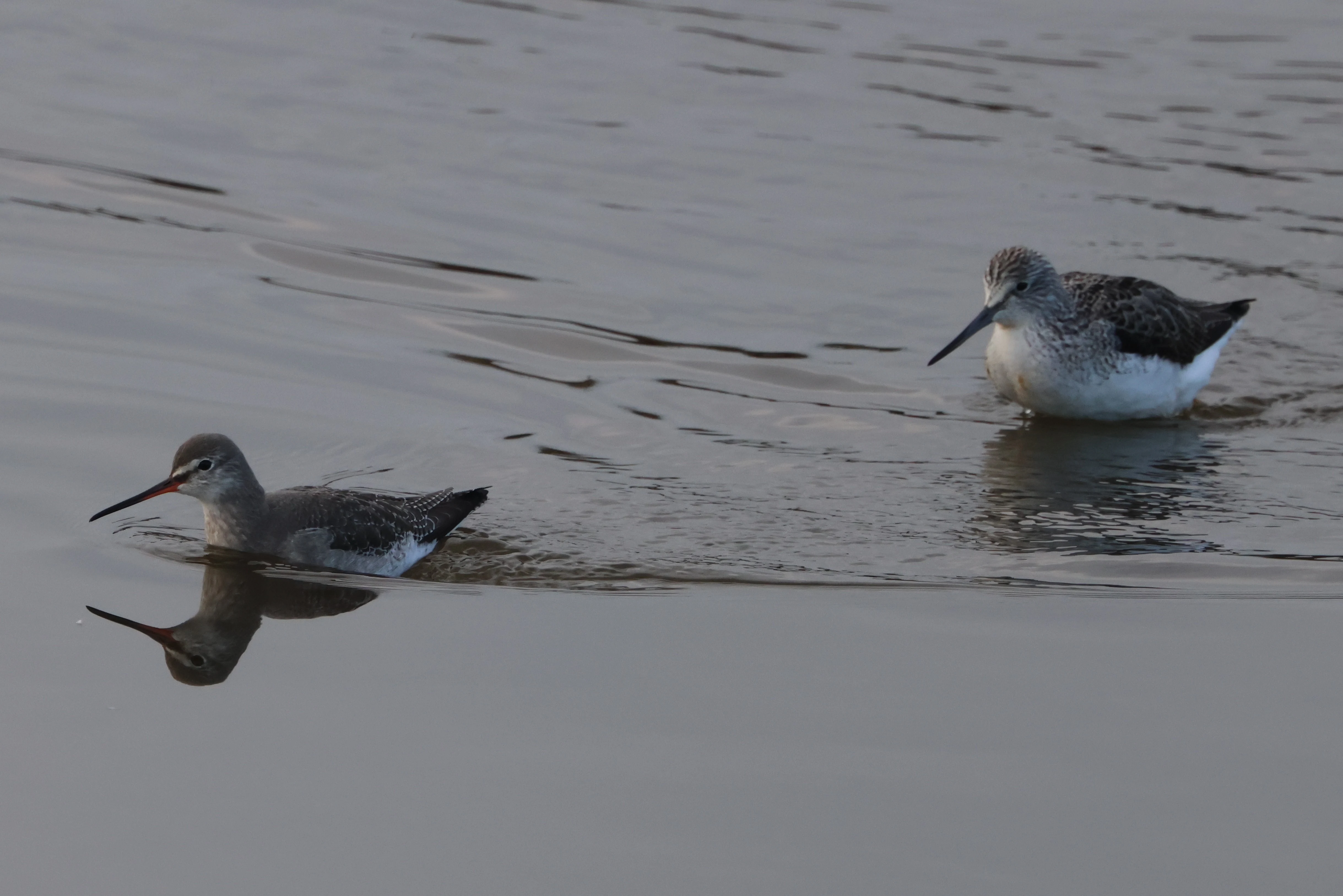 Spotted Redshank pursued by Greenshank, Lymington, New Forest, UK — photo by Adam Prugel-Bennett