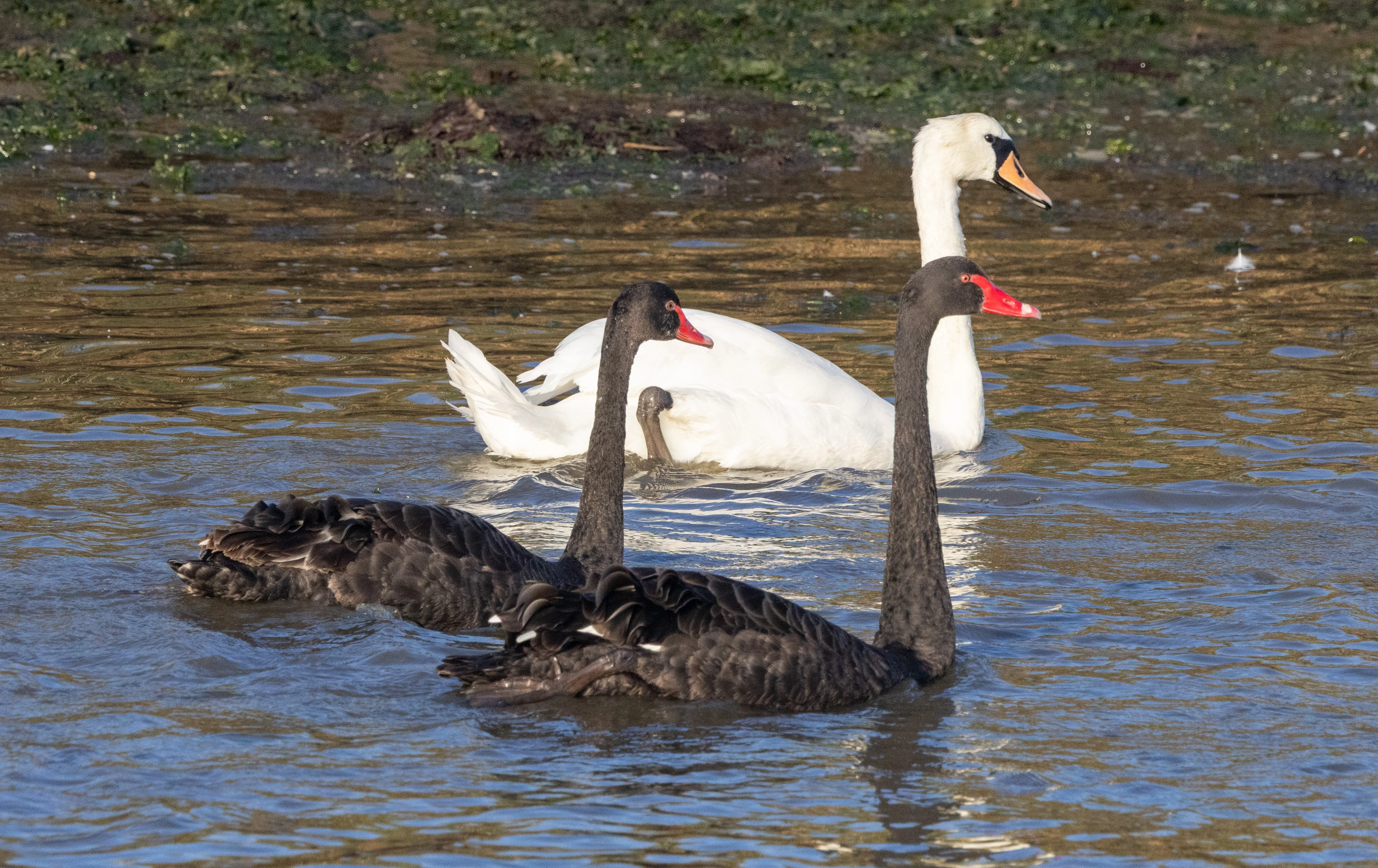 Mute Swan and Black Swans, Poole Harbour, Dorset, UK — photo by Adam Prugel-Bennett