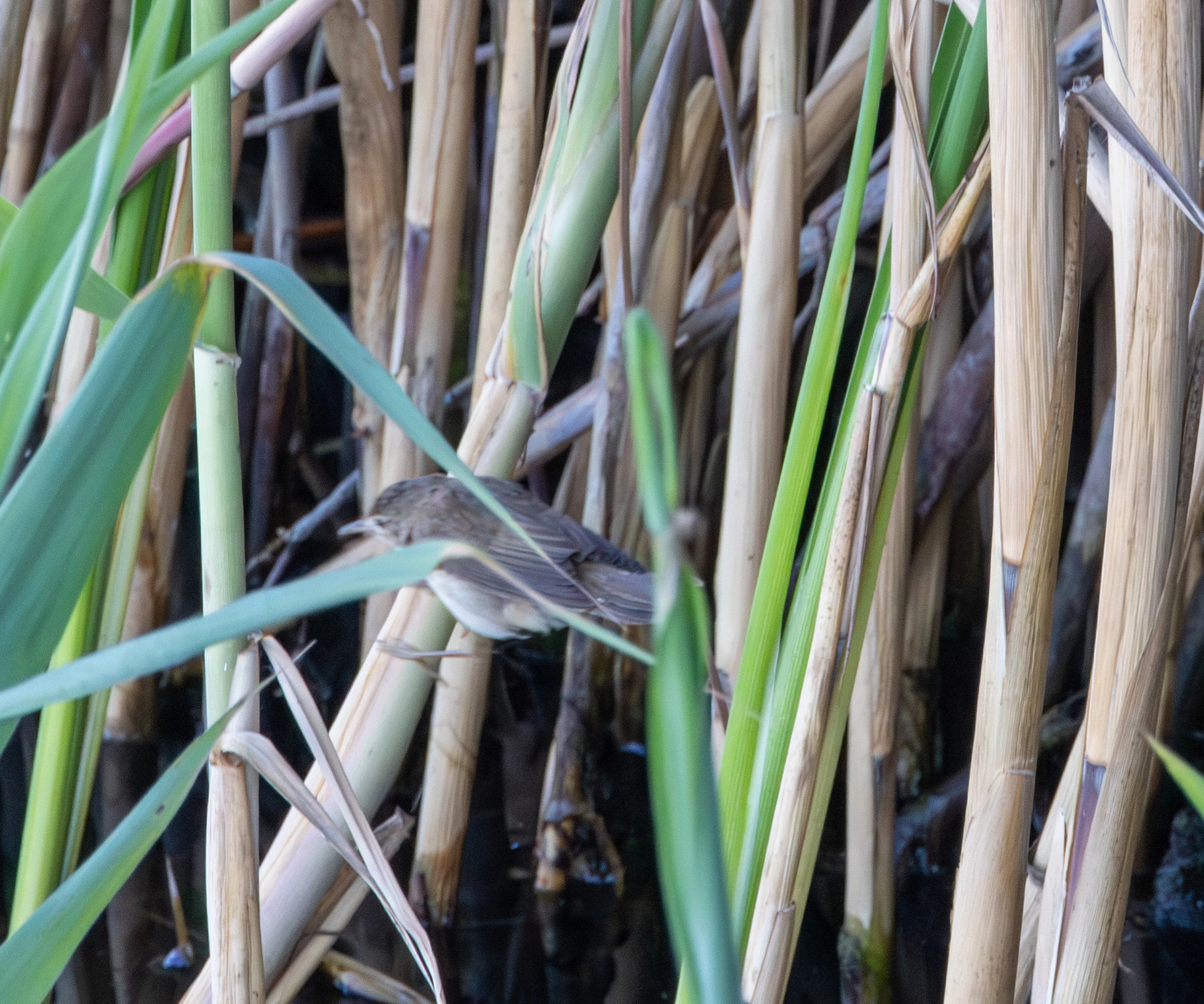 Sedge Warbler, Danube Delta, Romania — photo by Adam Prugel-Bennett