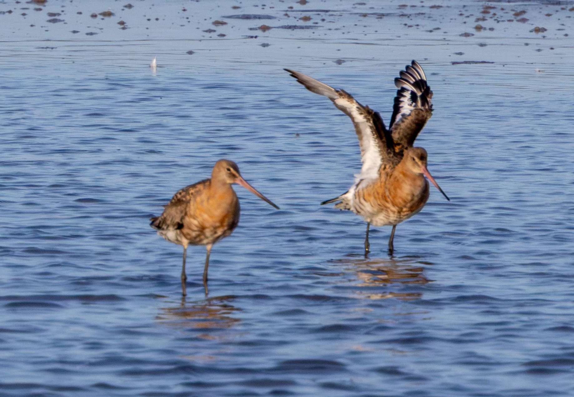 Black-tailed Godwits, Poole Harbour, Dorset, UK — photo by Adam Prugel-Bennett