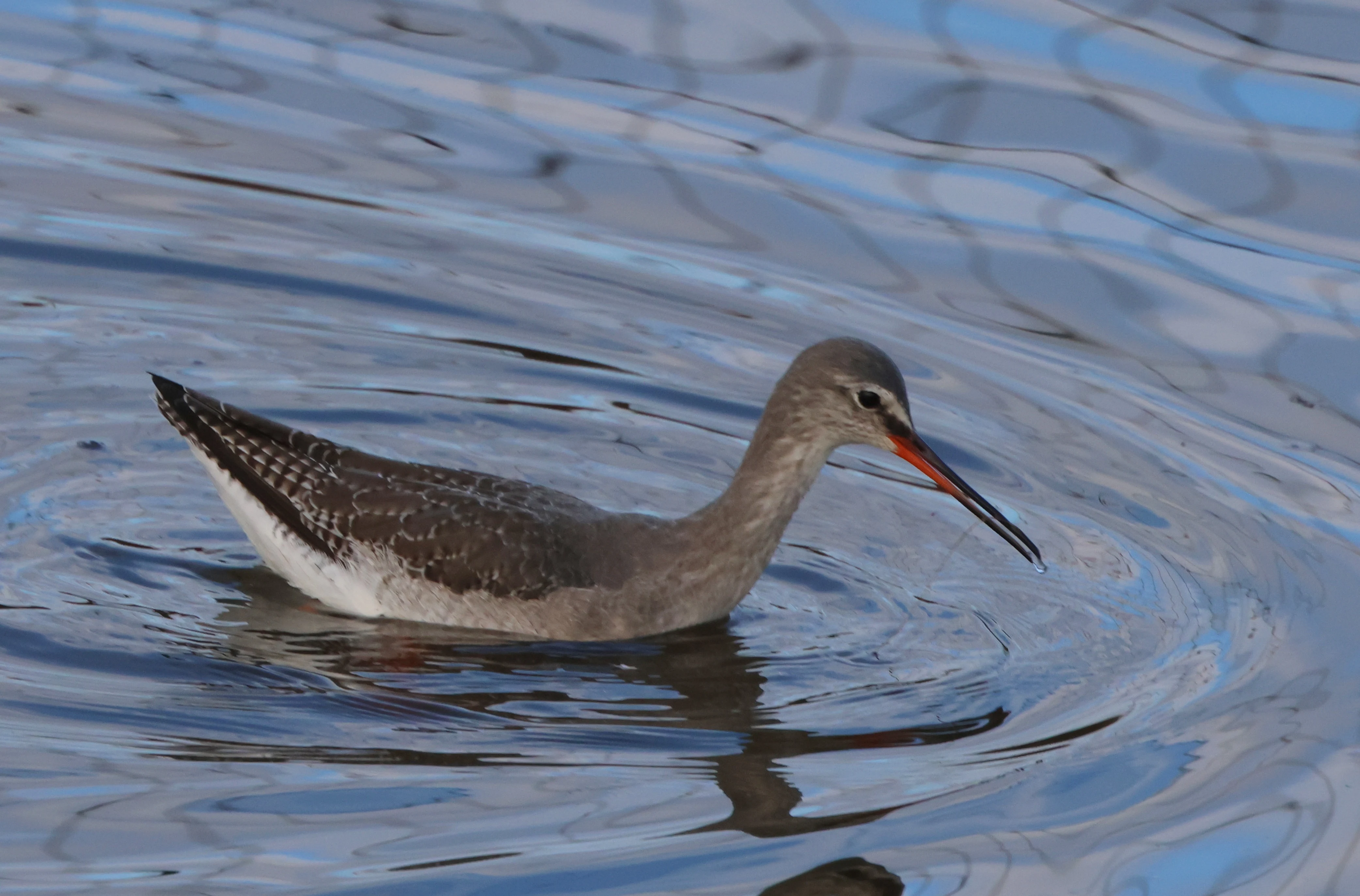 Spotted Redshank, Lymington, New Forest, UK — photo by Adam Prugel-Bennett