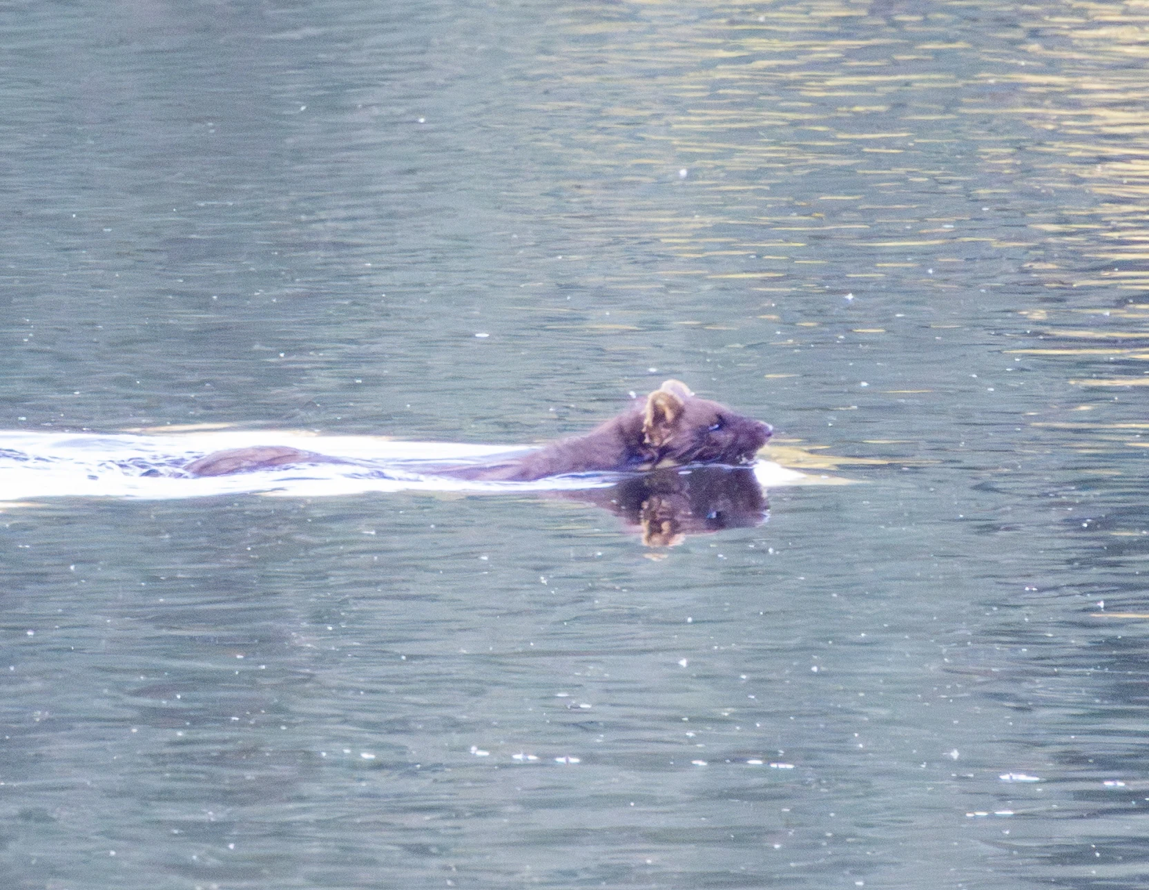 Beech Marten swimming, Danube Delta, Romania — photo by Adam Prugel-Bennett