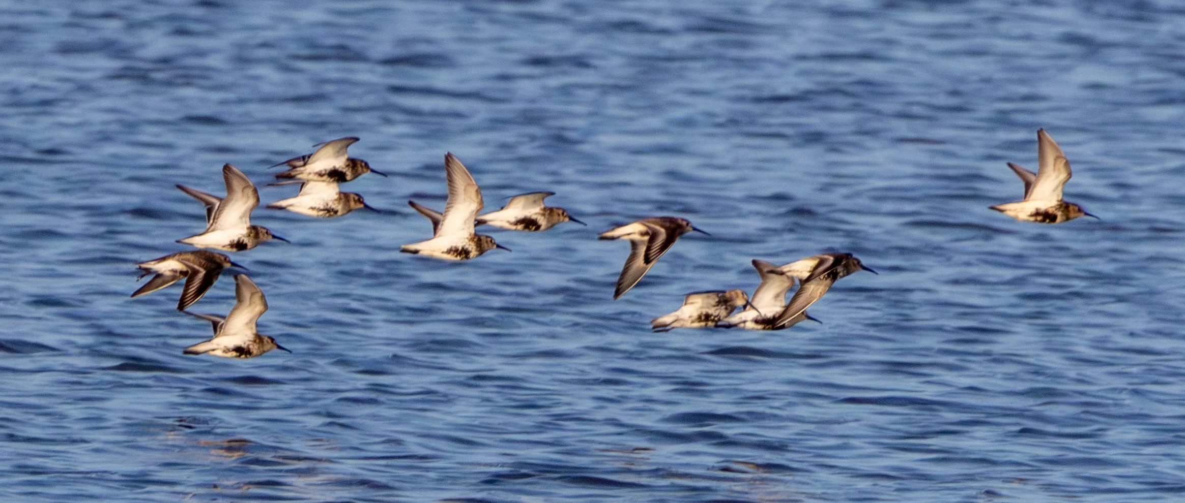 Dunlin in flight, Poole Harbour, Dorset, UK — photo by Adam Prugel-Bennett