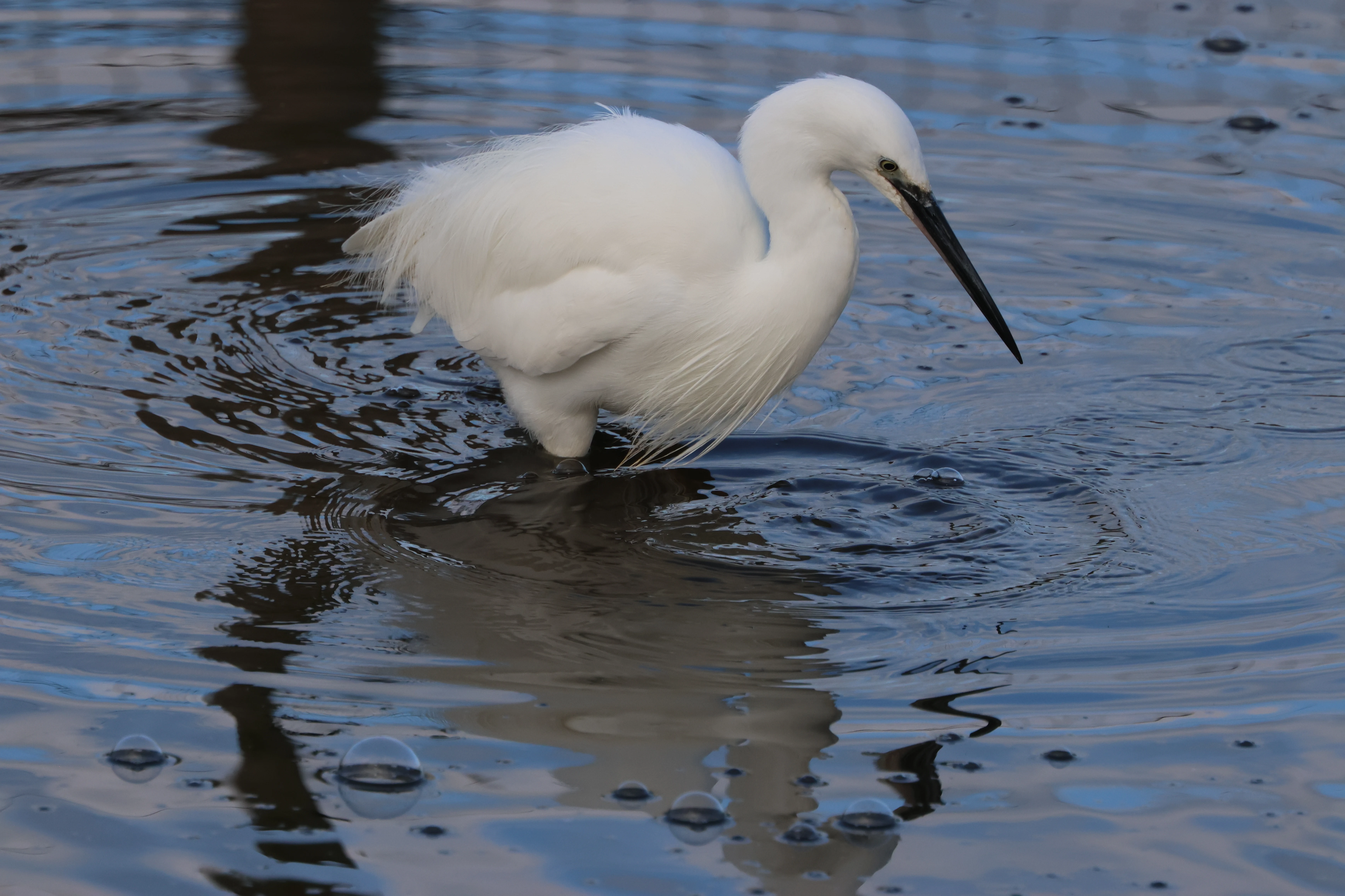 Little Egret, Lymington, New Forest, UK — photo by Adam Prugel-Bennett