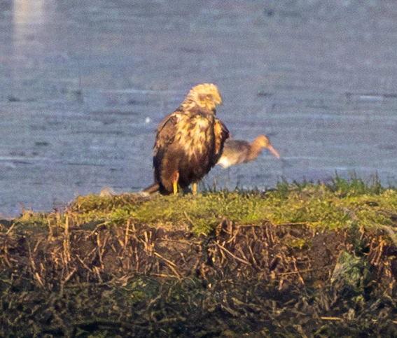Western Marsh Harrier and Black-tailed Godwit, Poole Harbour, Dorset, UK — photo by Adam Prugel-Bennett