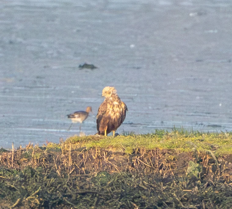 Western Marsh Harrier, Poole Harbour, Dorset, UK — photo by Adam Prugel-Bennett