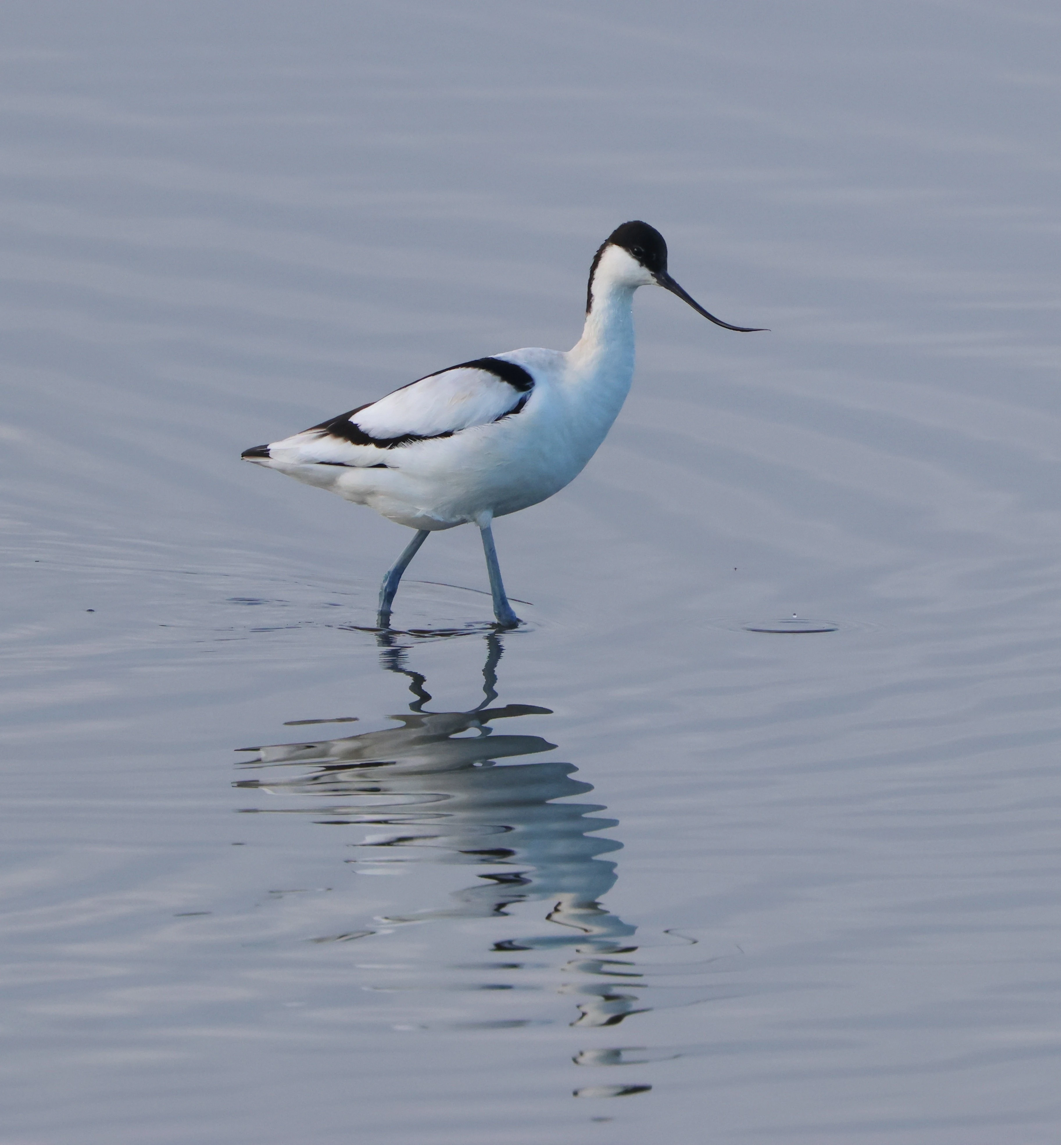 Avocet, Lymington, New Forest, UK — photo by Adam Prugel-Bennett