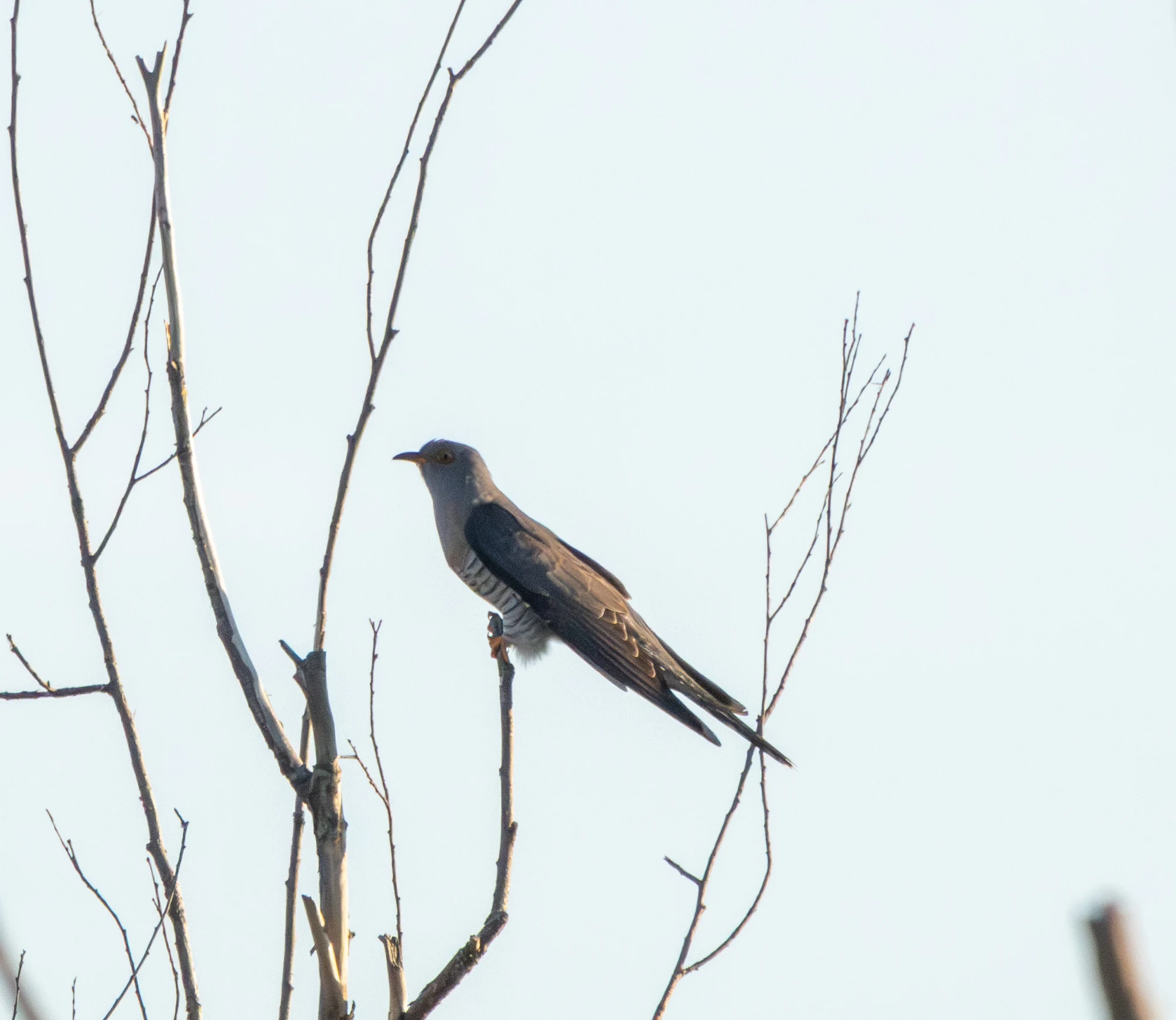 Common Cuckoo, Danube Delta, Romania — photo by Adam Prugel-Bennett