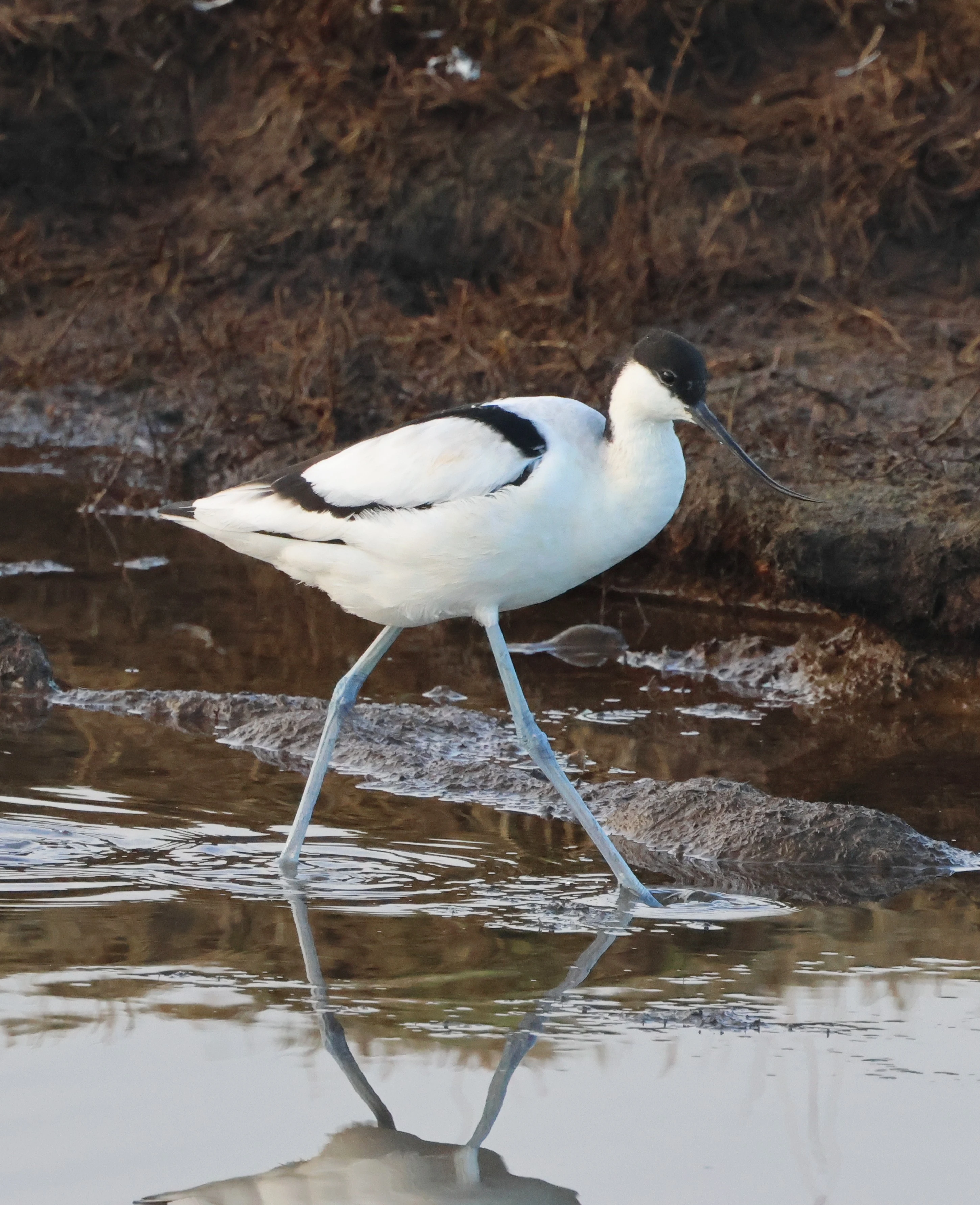 Avocet, Lymington, New Forest, UK — photo by Adam Prugel-Bennett