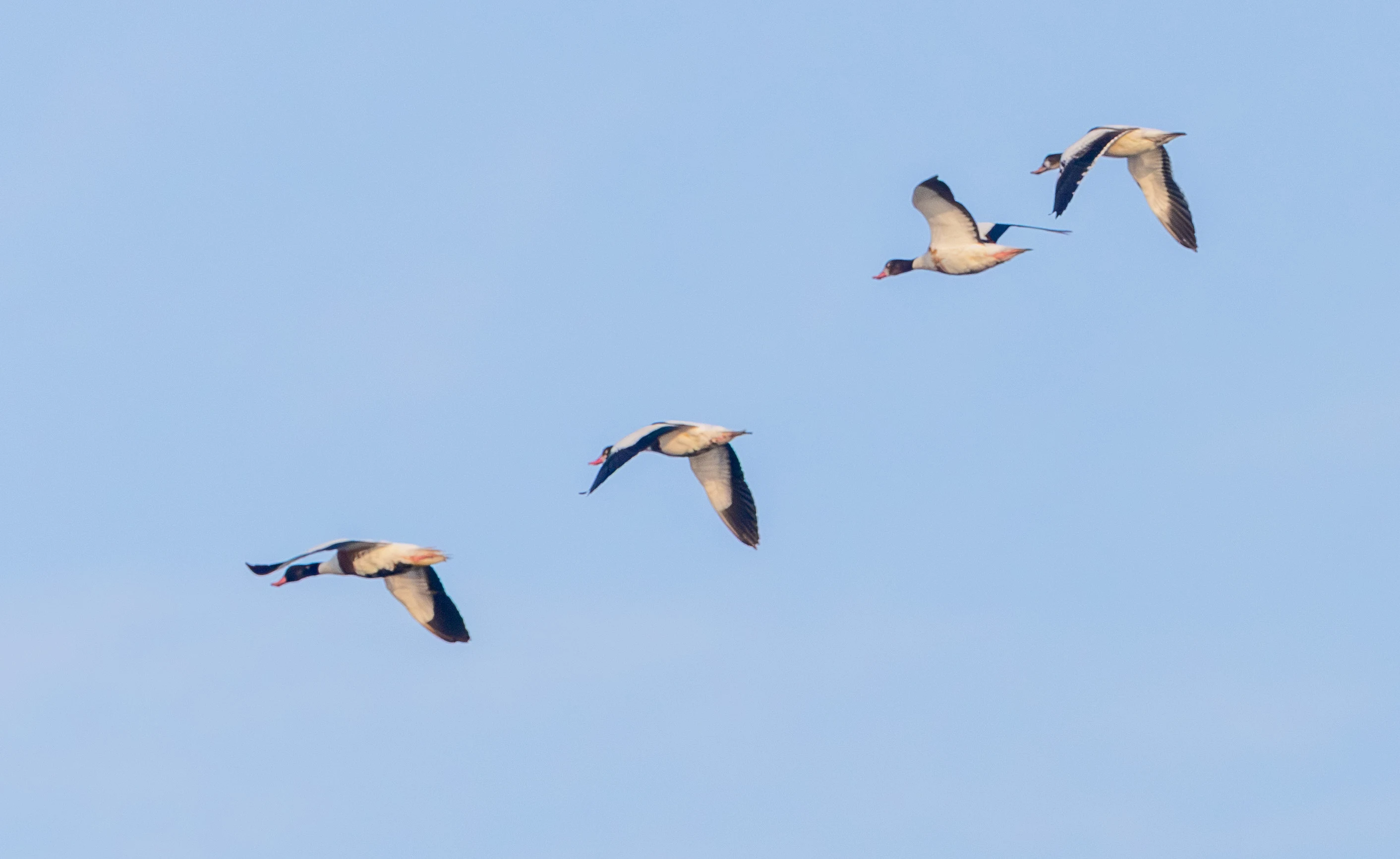 Common Shelduck, Poole Harbour, Dorset, UK — photo by Adam Prugel-Bennett