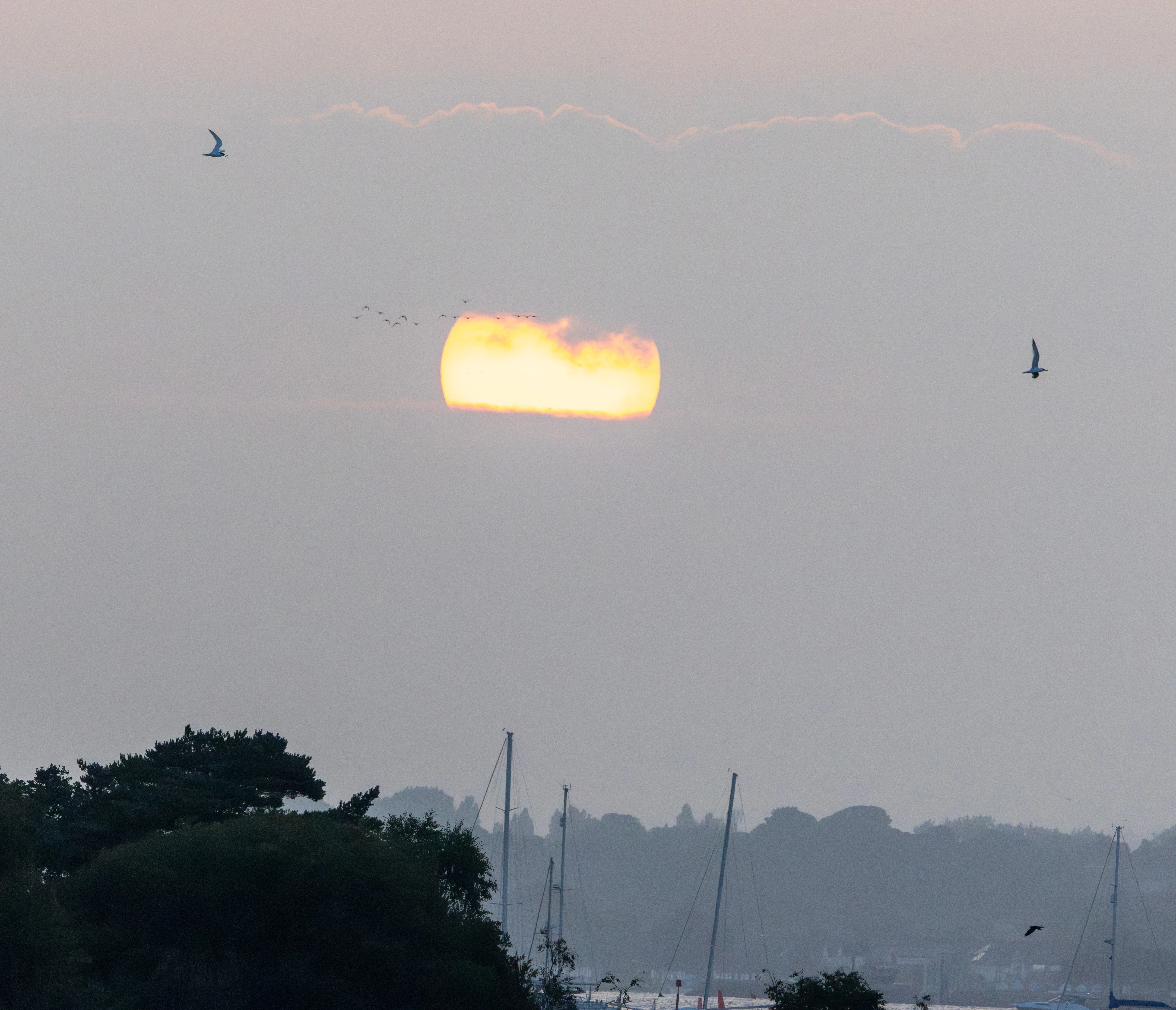 Common Terns flying at sunset over Poole Harbour, Poole Harbour, Dorset, UK — photo by Adam Prugel-Bennett