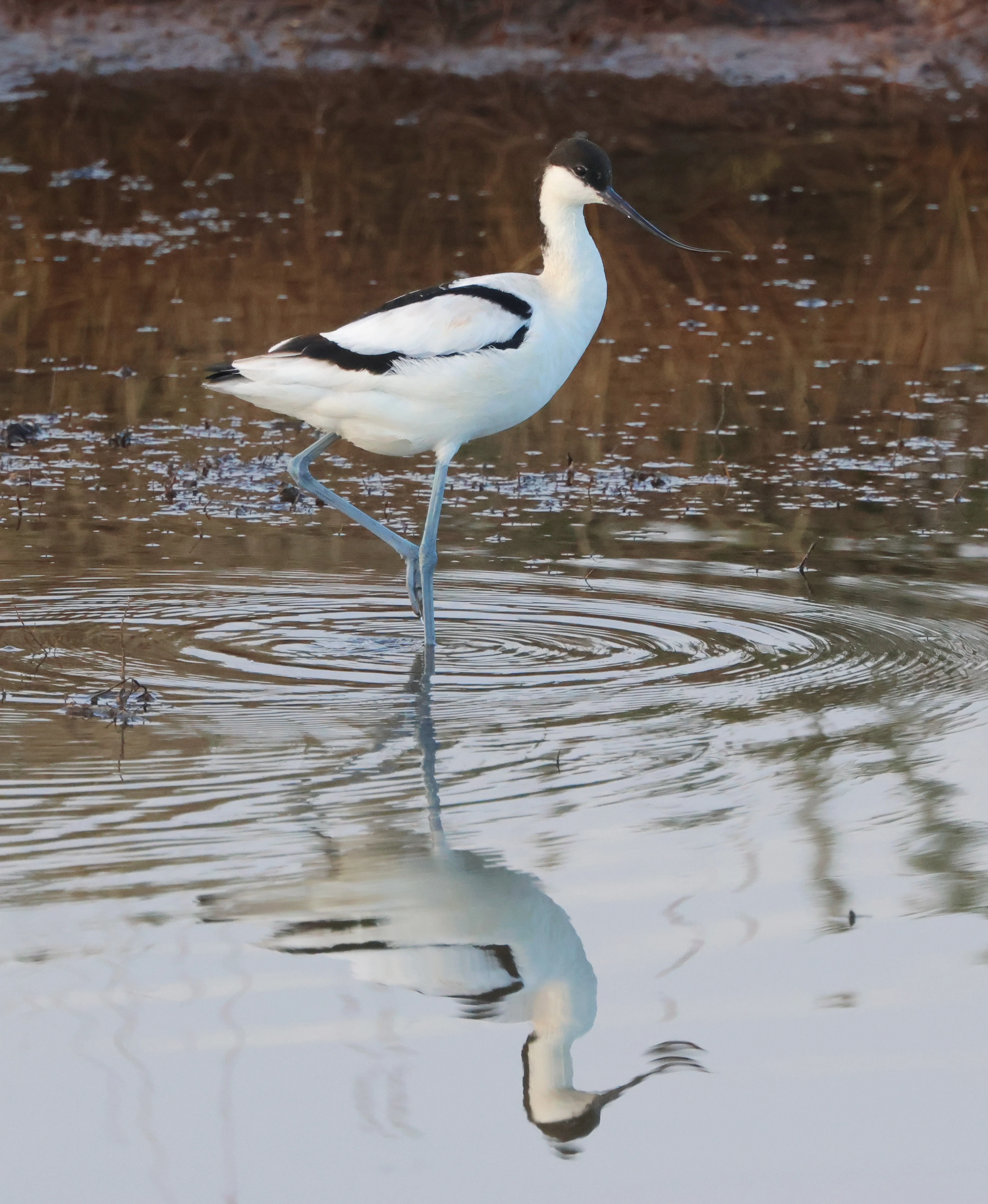 Avocet, Lymington, New Forest, UK — photo by Adam Prugel-Bennett