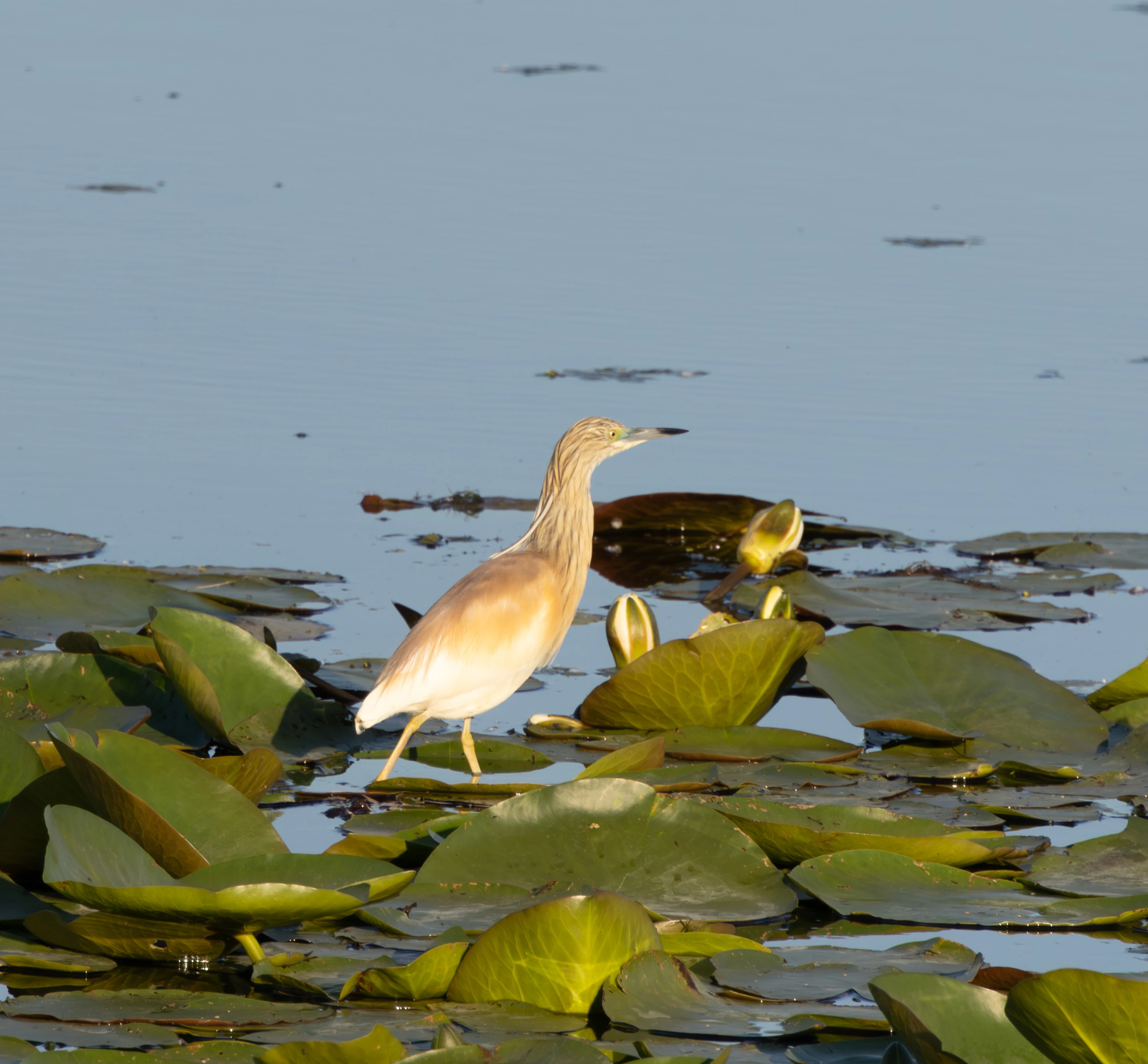 Squacco Heron, Danube Delta, Romania — photo by Adam Prugel-Bennett