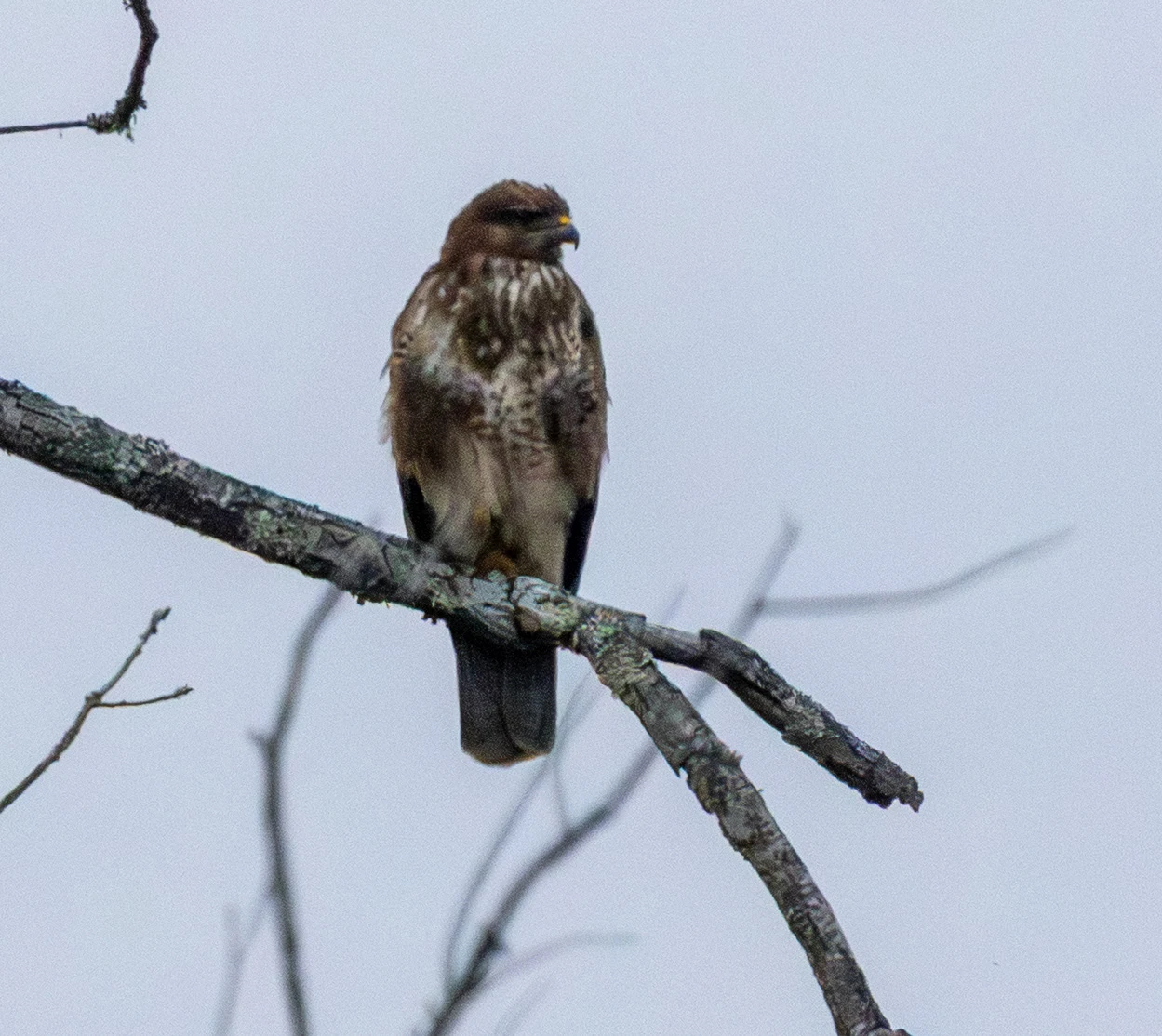 Common Buzzard, Acres Down, Hampshire, UK — photo by Adam Prugel-Bennett