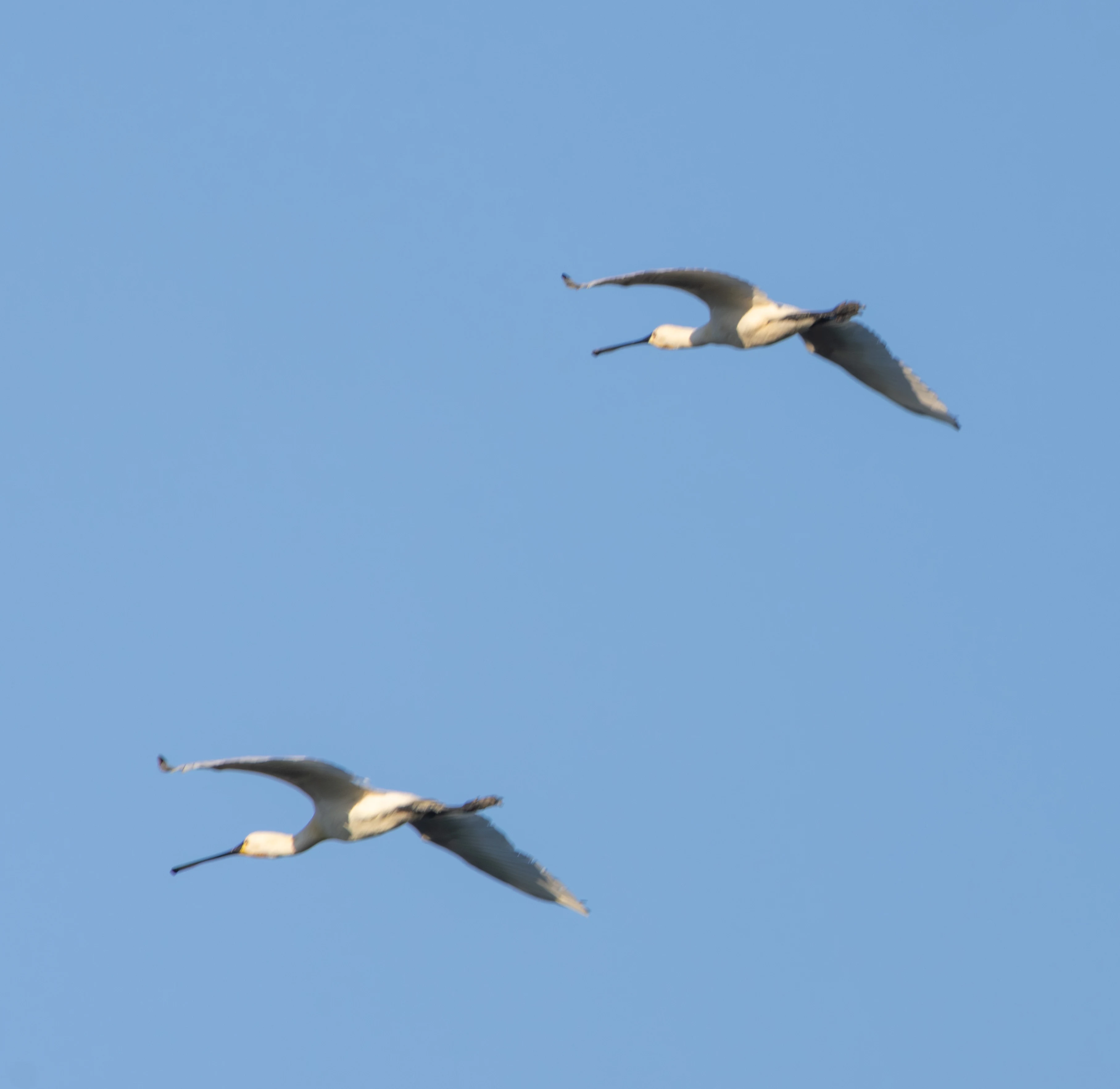 Eurasian Spoonbills in flight, Danube Delta, Romania — photo by Adam Prugel-Bennett