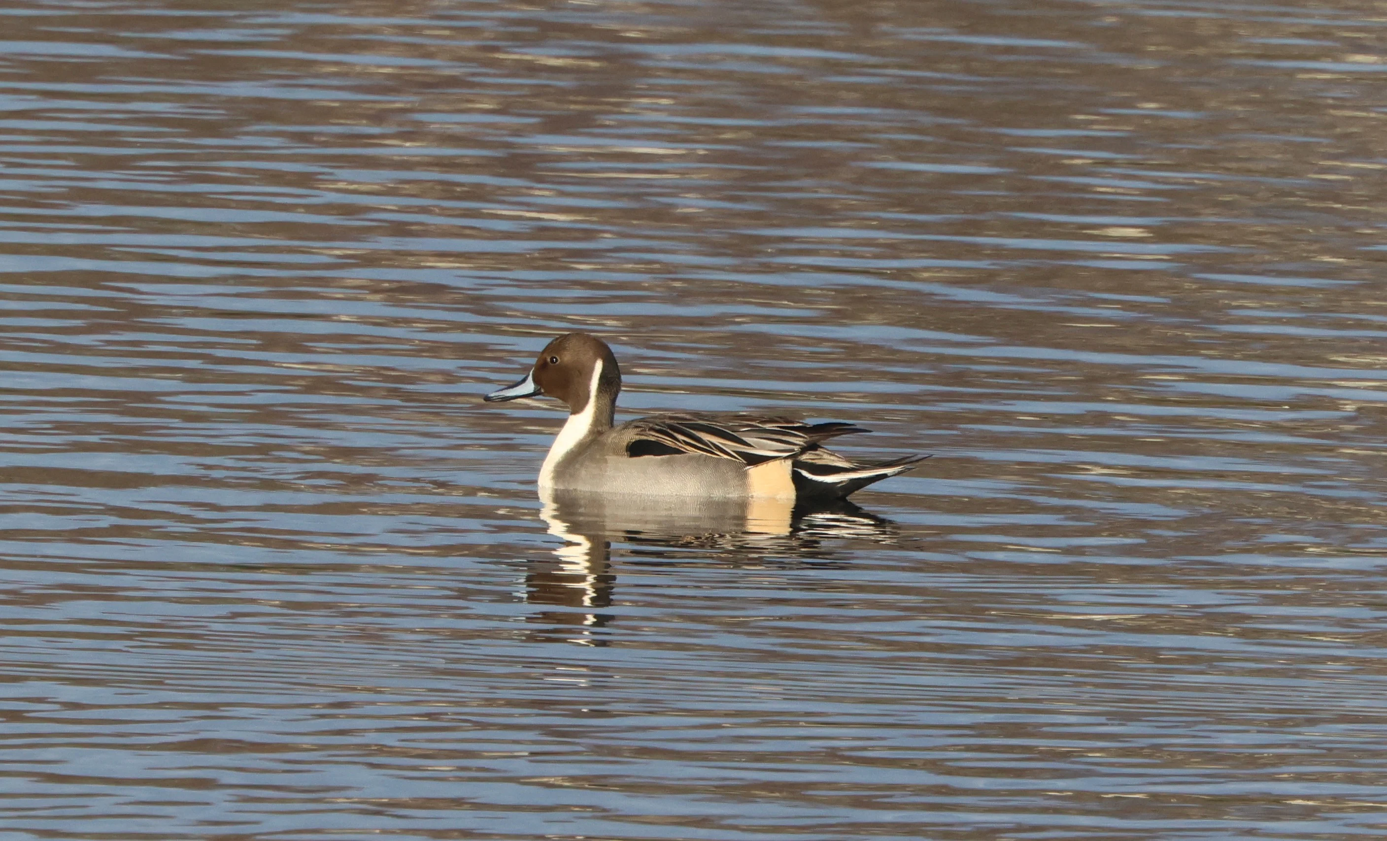 Pintail, Lymington, New Forest, UK — photo by Adam Prugel-Bennett