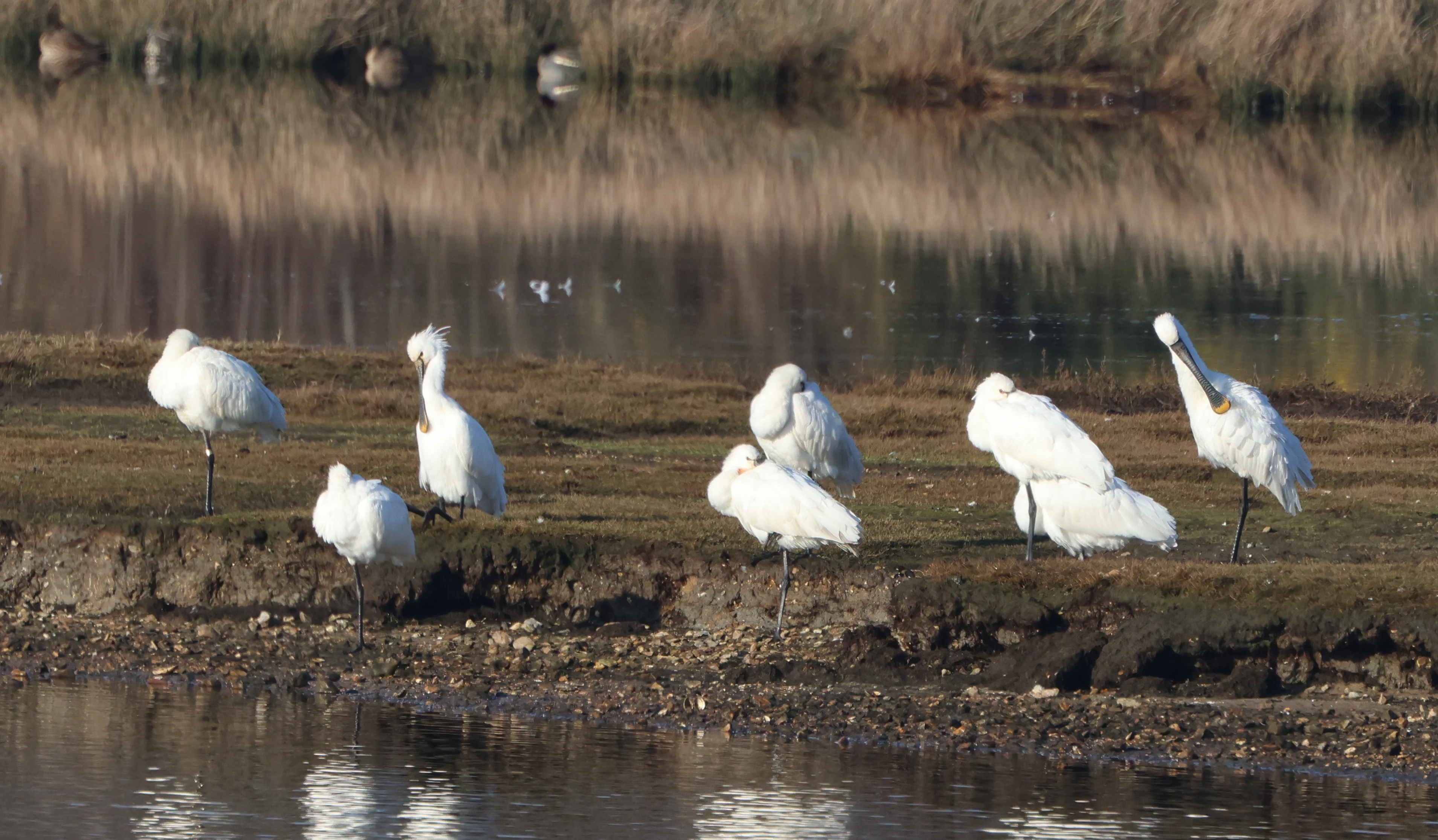 Spoonbill, Lymington, New Forest, UK — photo by Adam Prugel-Bennett