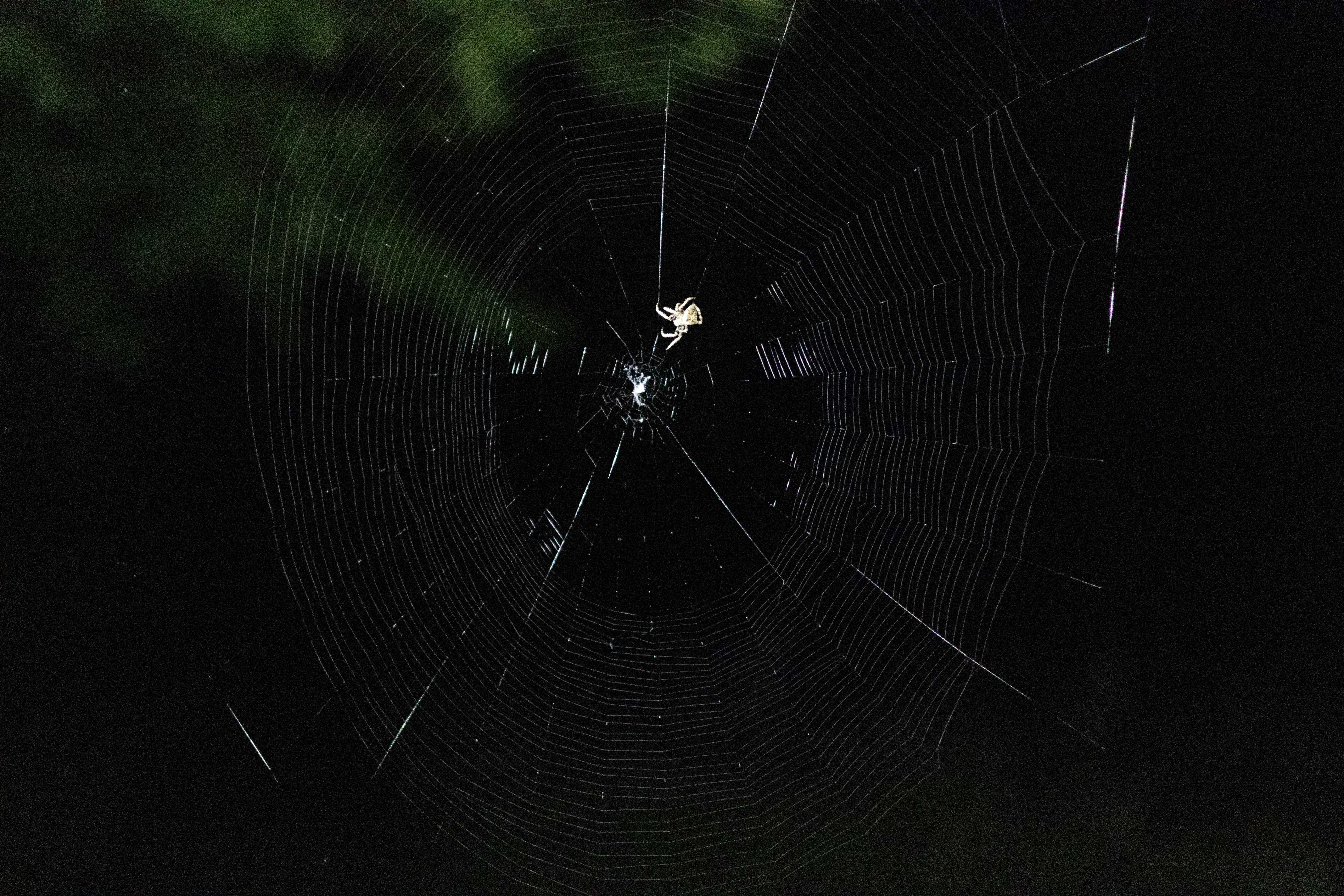 European Garden Spider on web, Eling, Hampshire, UK — photo by Adam Prugel-Bennett