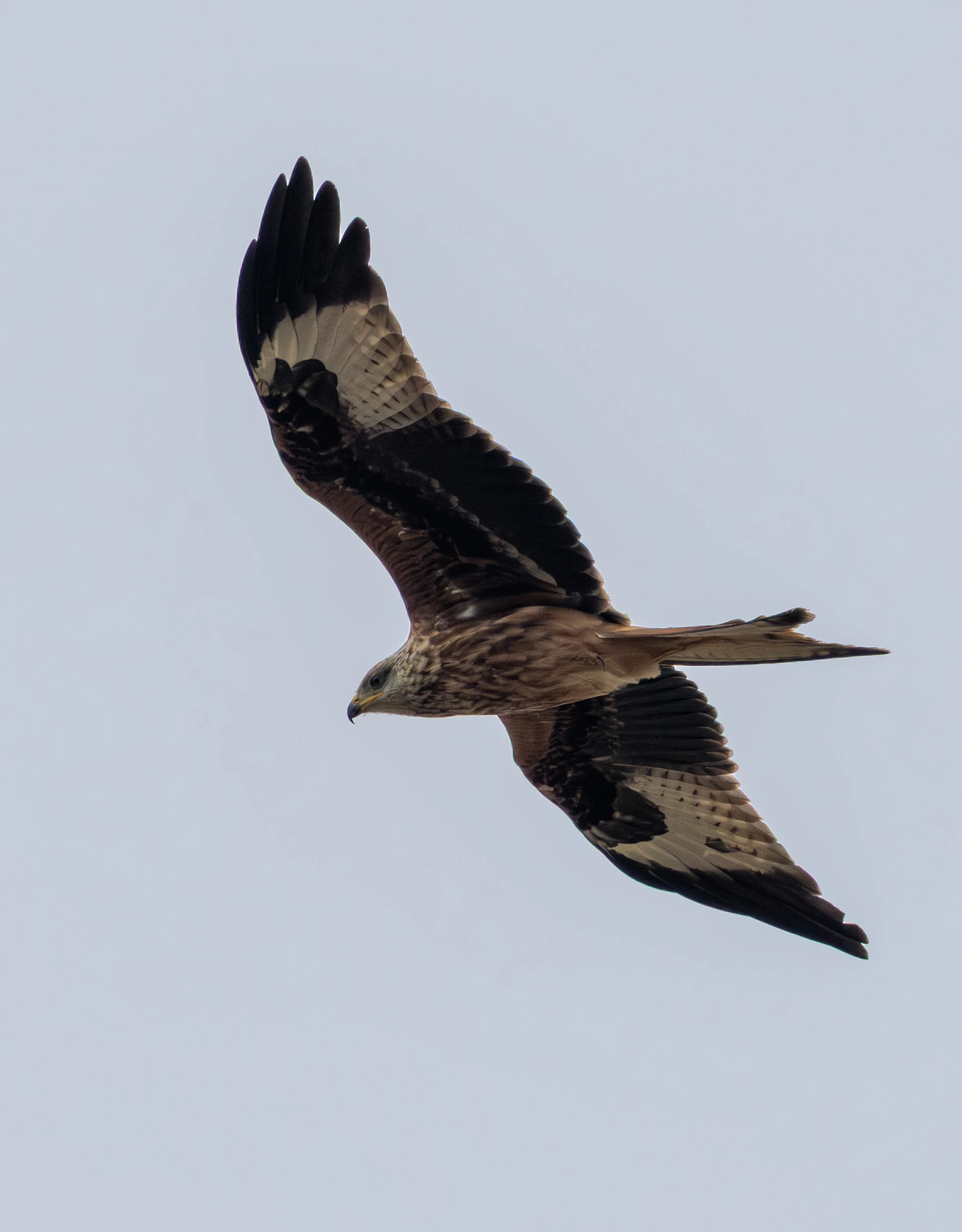 Red Kite, Dogmersfield, Hampshire, UK — photo by Adam Prugel-Bennett