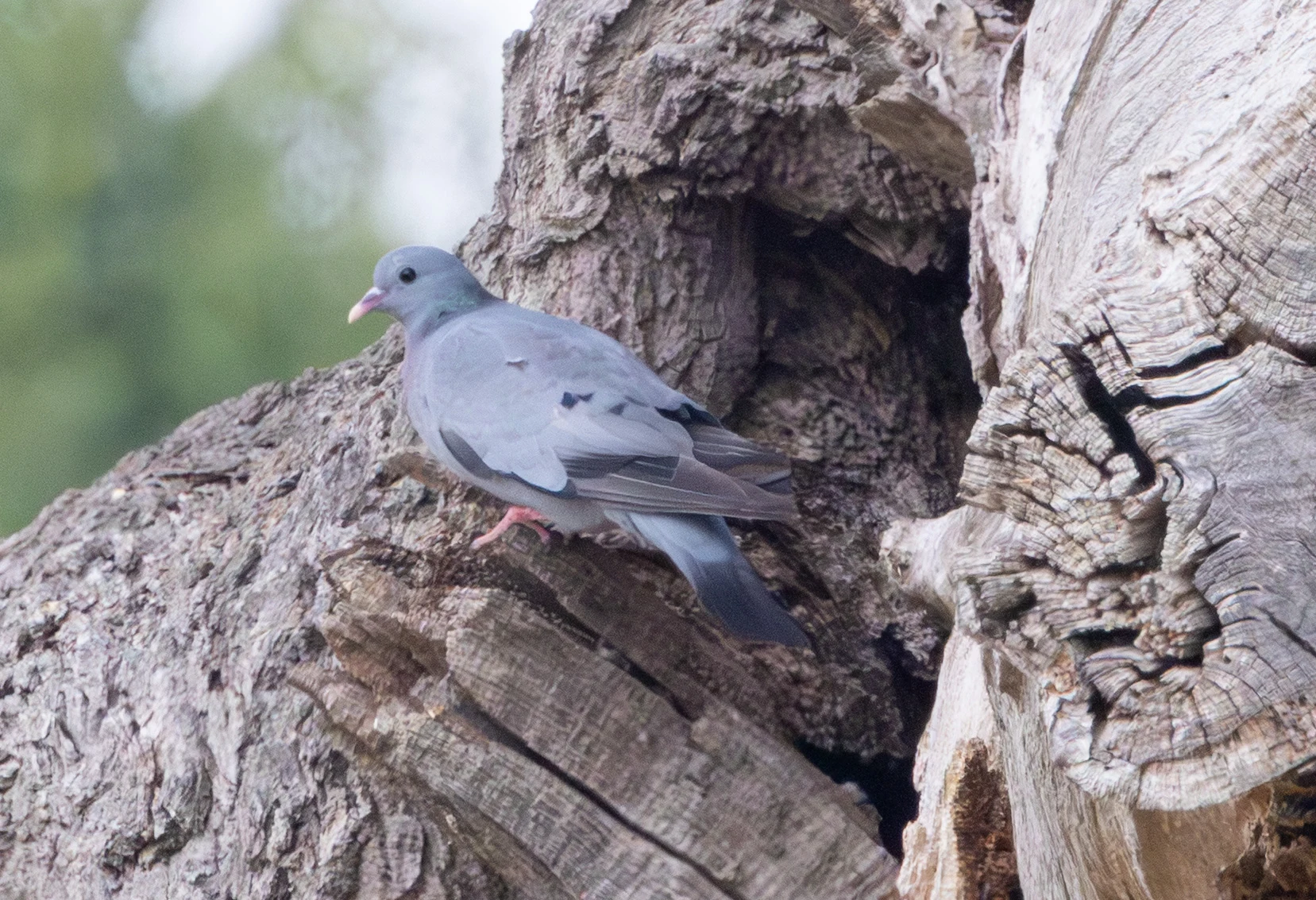 Stock Dove, Dogmersfield, Hampshire, UK — photo by Adam Prugel-Bennett