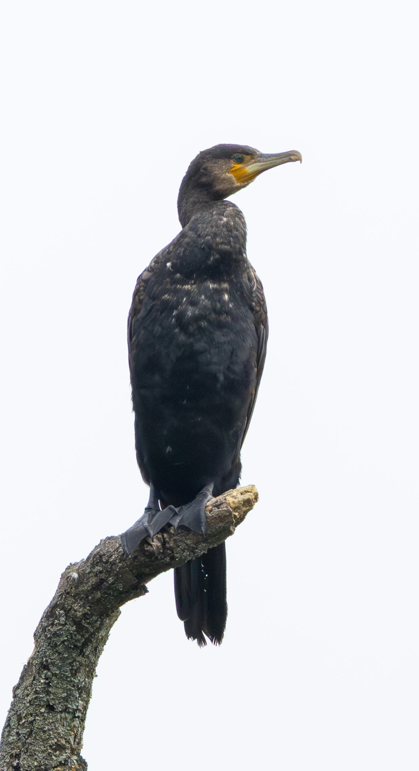 Great Cormorant, Dogmersfield, Hampshire, UK — photo by Adam Prugel-Bennett