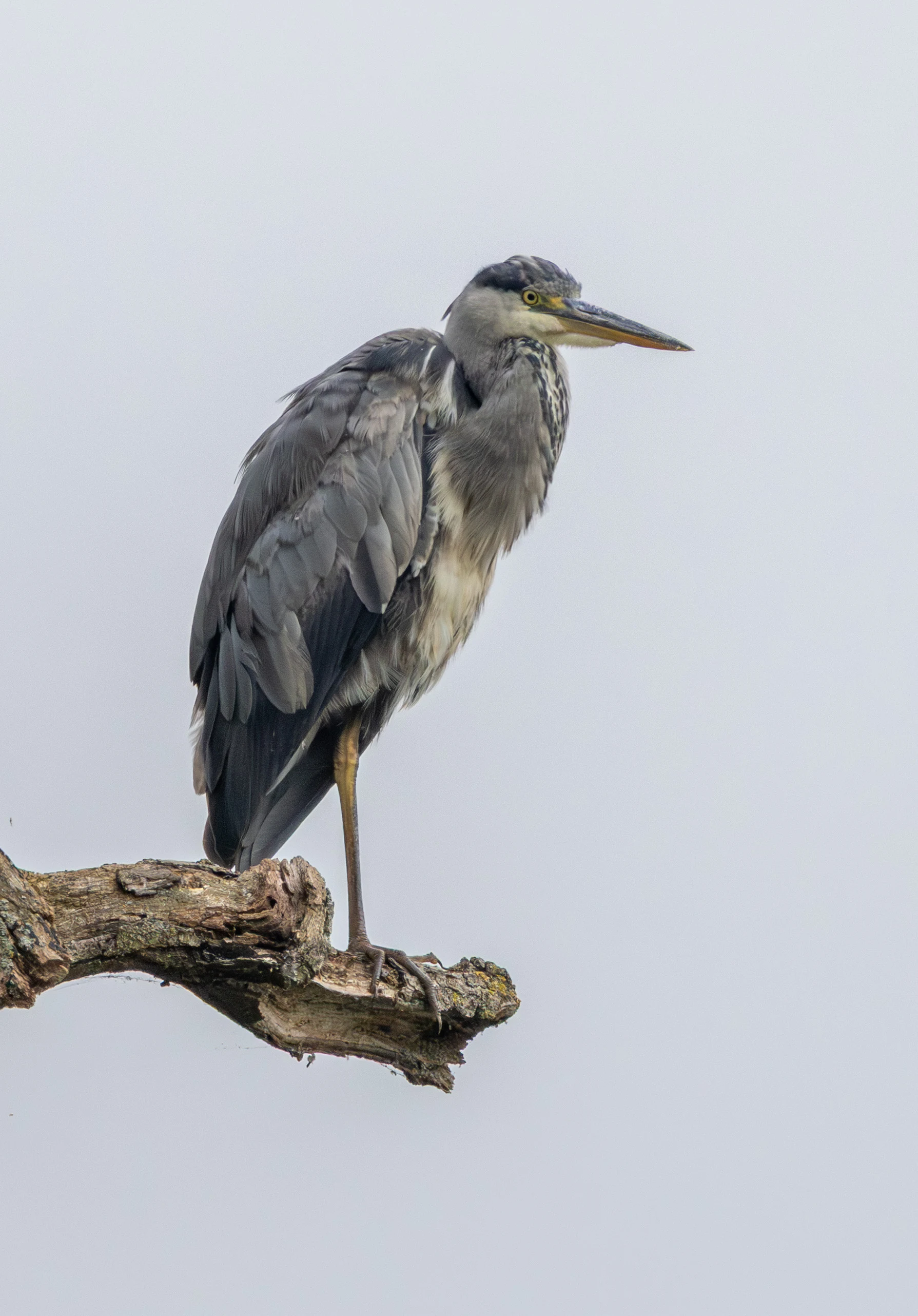 Grey Heron, Dogmersfield, Hampshire, UK — photo by Adam Prugel-Bennett
