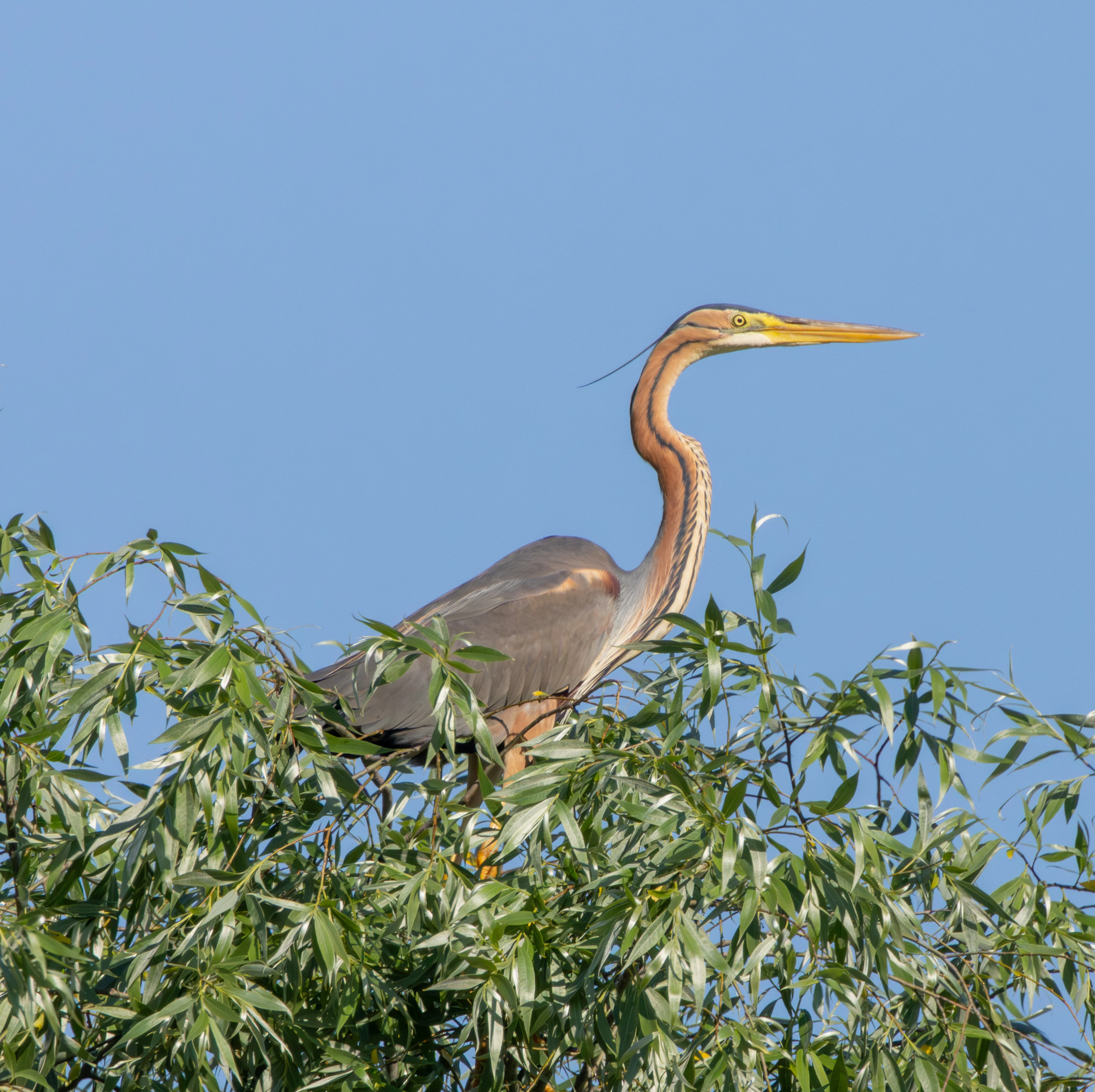 Purple Heron, Danube Delta, Romania — photo by Adam Prugel-Bennett