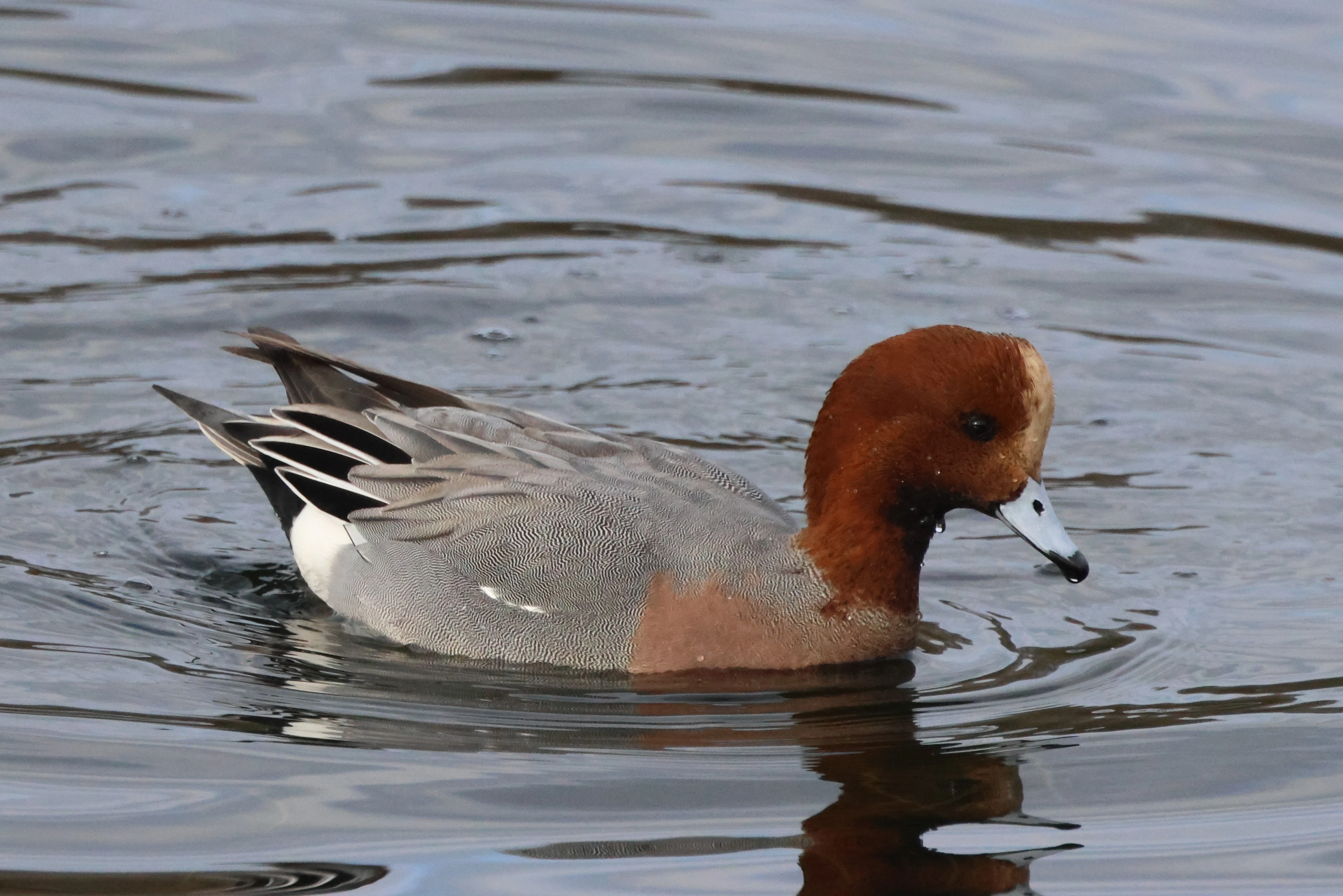 Wigeon, Lymington, New Forest, UK — photo by Adam Prugel-Bennett
