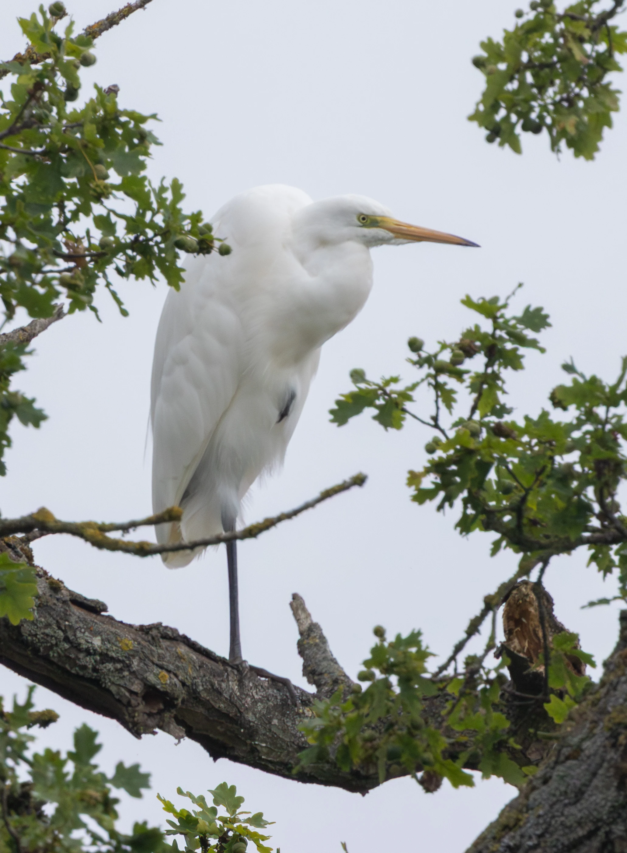 Great Egret, Dogmersfield, Hampshire, UK — photo by Adam Prugel-Bennett